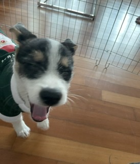 마네(빈스) 입양 한달째 후기