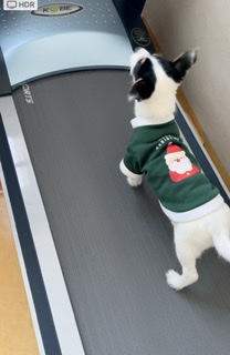 마네(빈스) 입양 한달째 후기