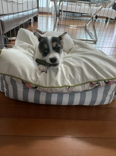 마네(빈스) 입양 한달째 후기