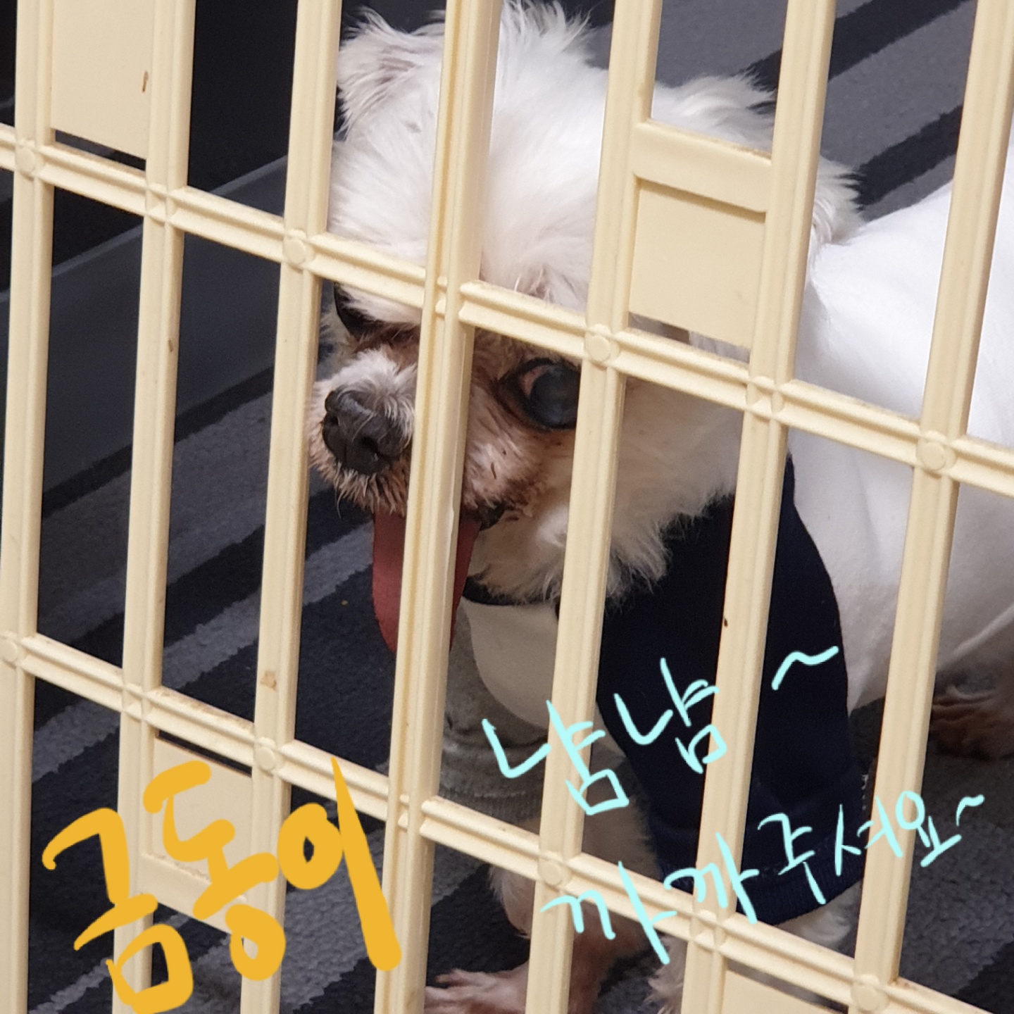 금동이 임시보호 소식입니다.