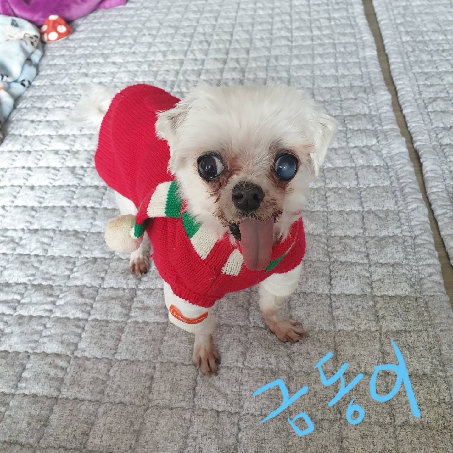 금동이 임시보호 소식입니다.