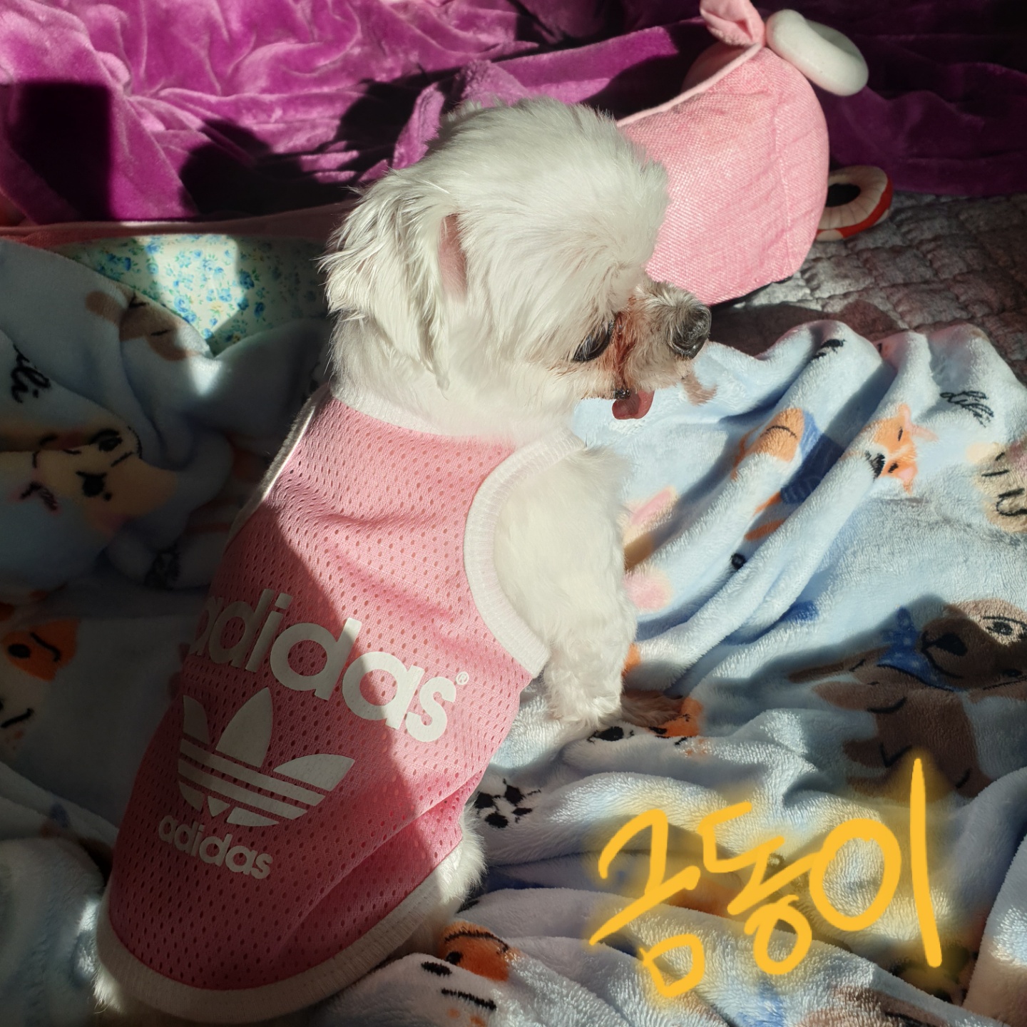 금동이 임시보호 소식입니다.