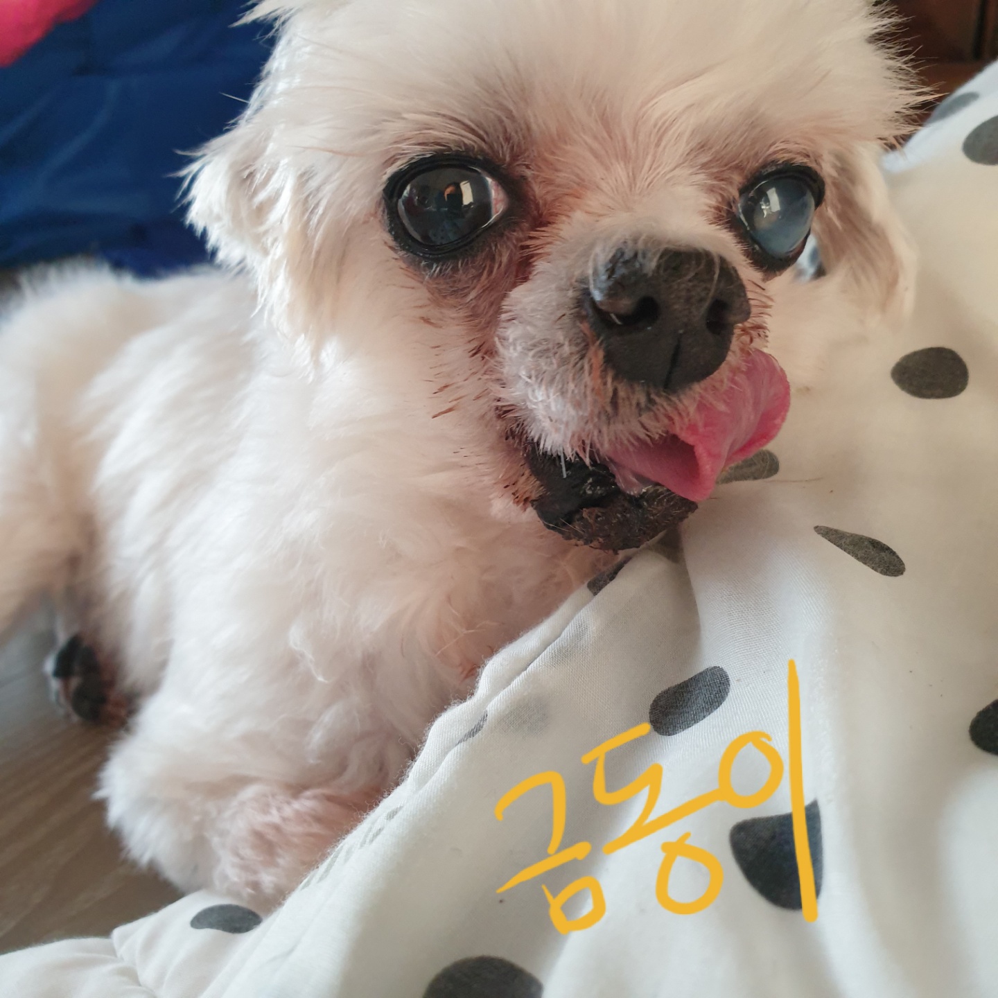 금동이 임시보호 소식입니다.