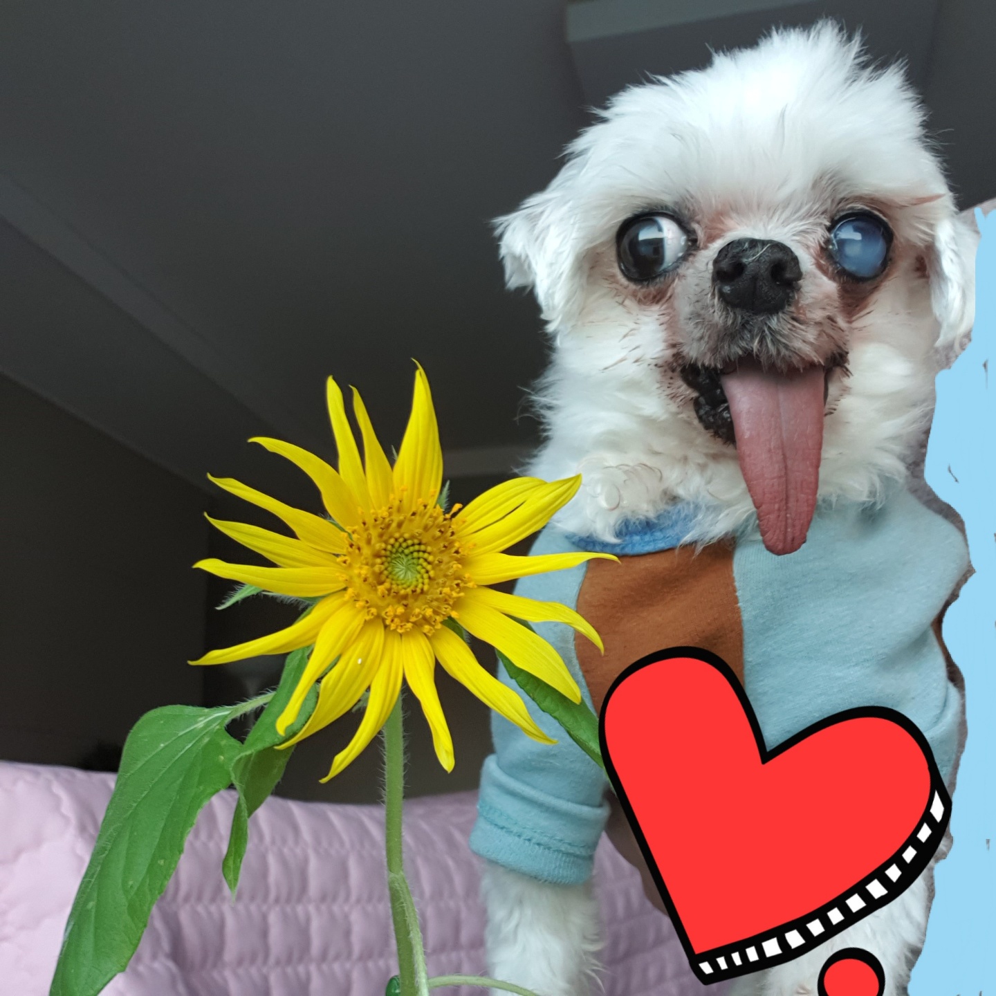 금동이 임시보호 소식입니다.