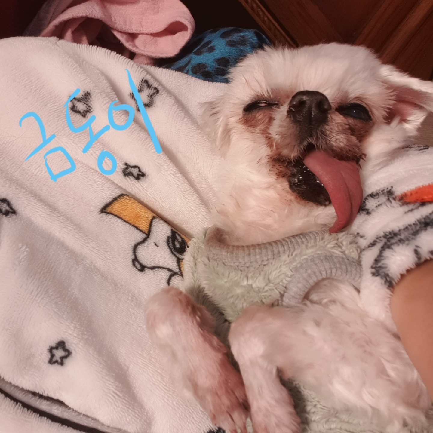 금동이 임시보호 소식입니다.