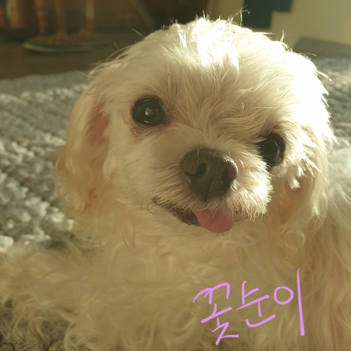 금동이 임시보호 소식입니다.