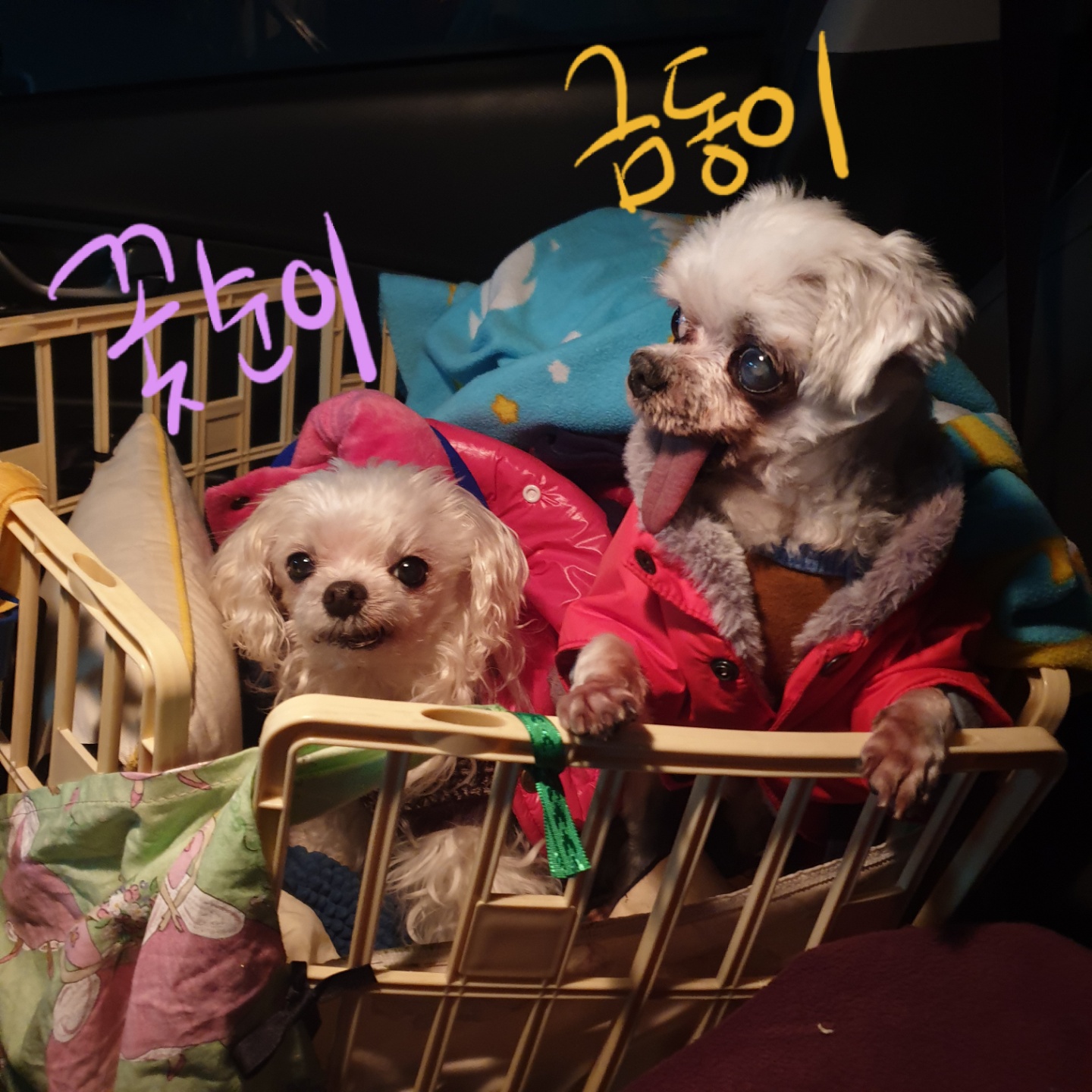 금동이 임시보호 소식입니다.