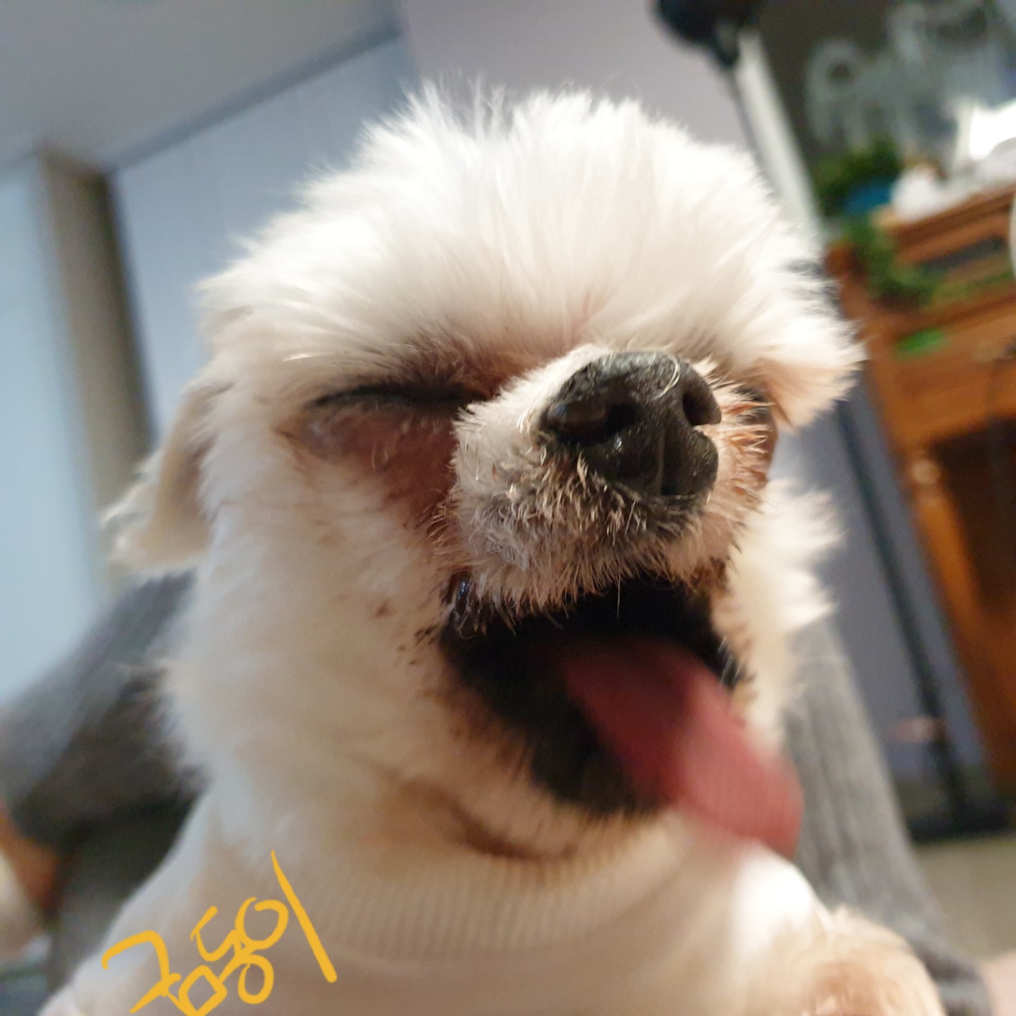 금동이 임시보호 소식입니다.