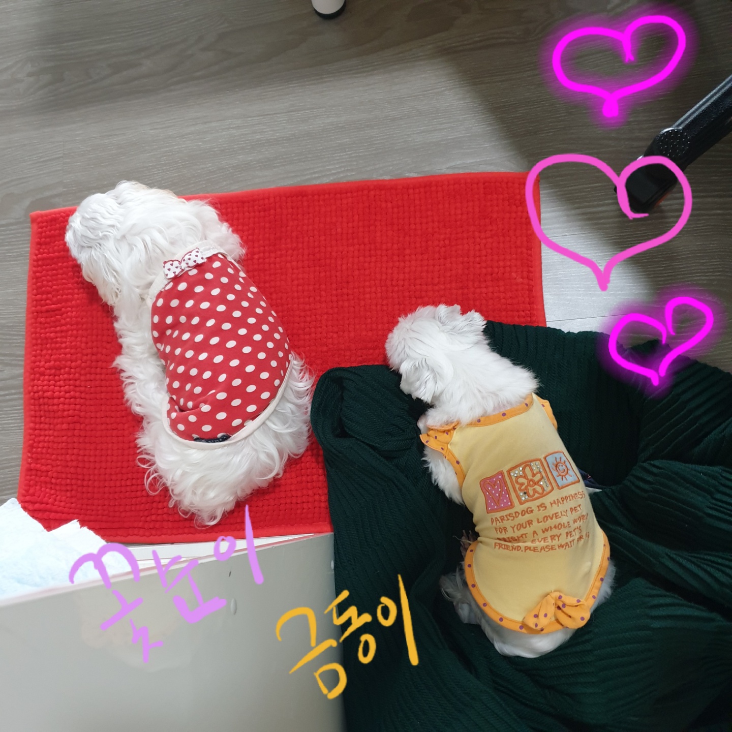 금동이 임시보호 소식입니다.