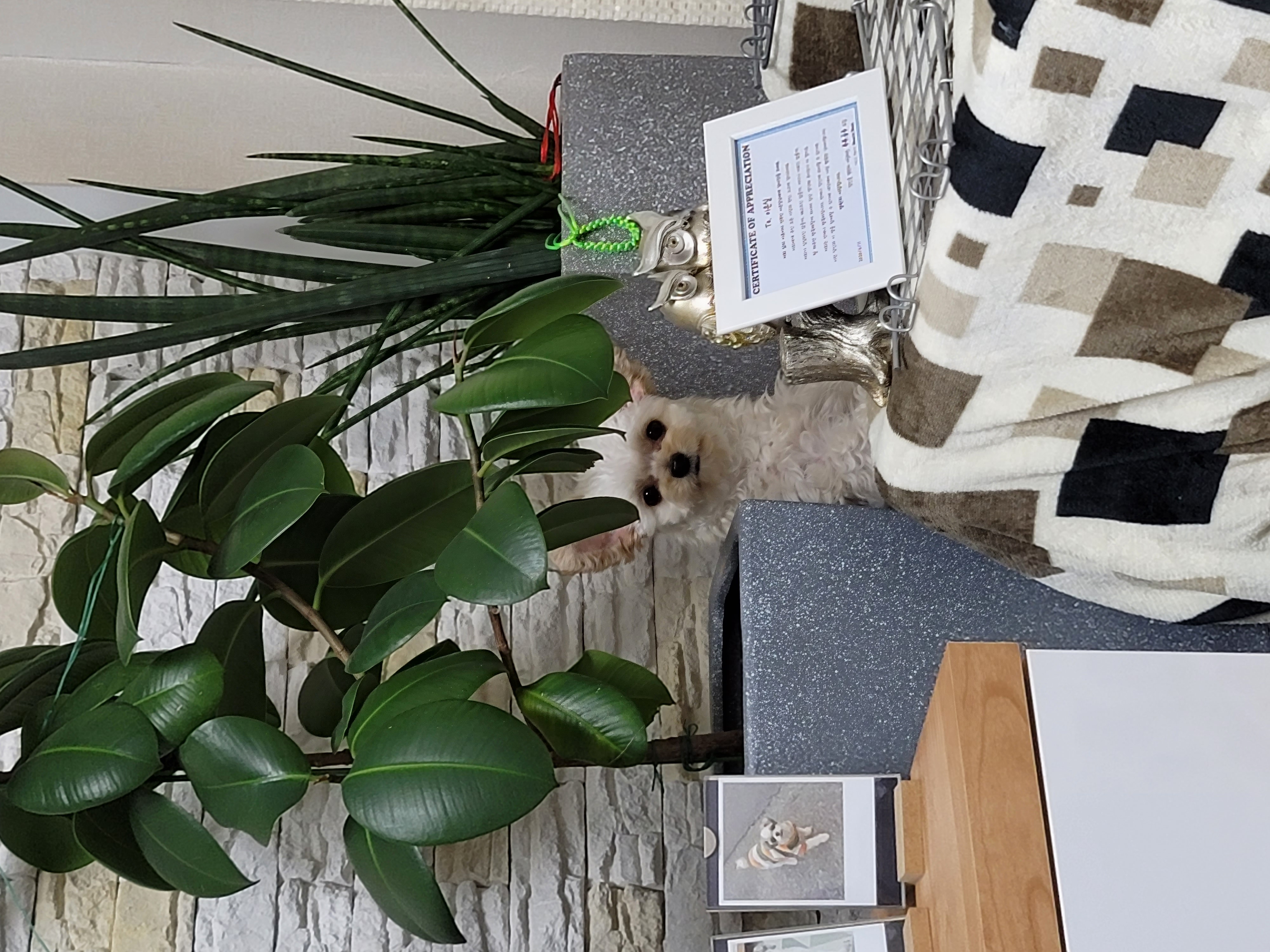 푸푸랑 공주(뽀사) 잘 지내고 있어요~