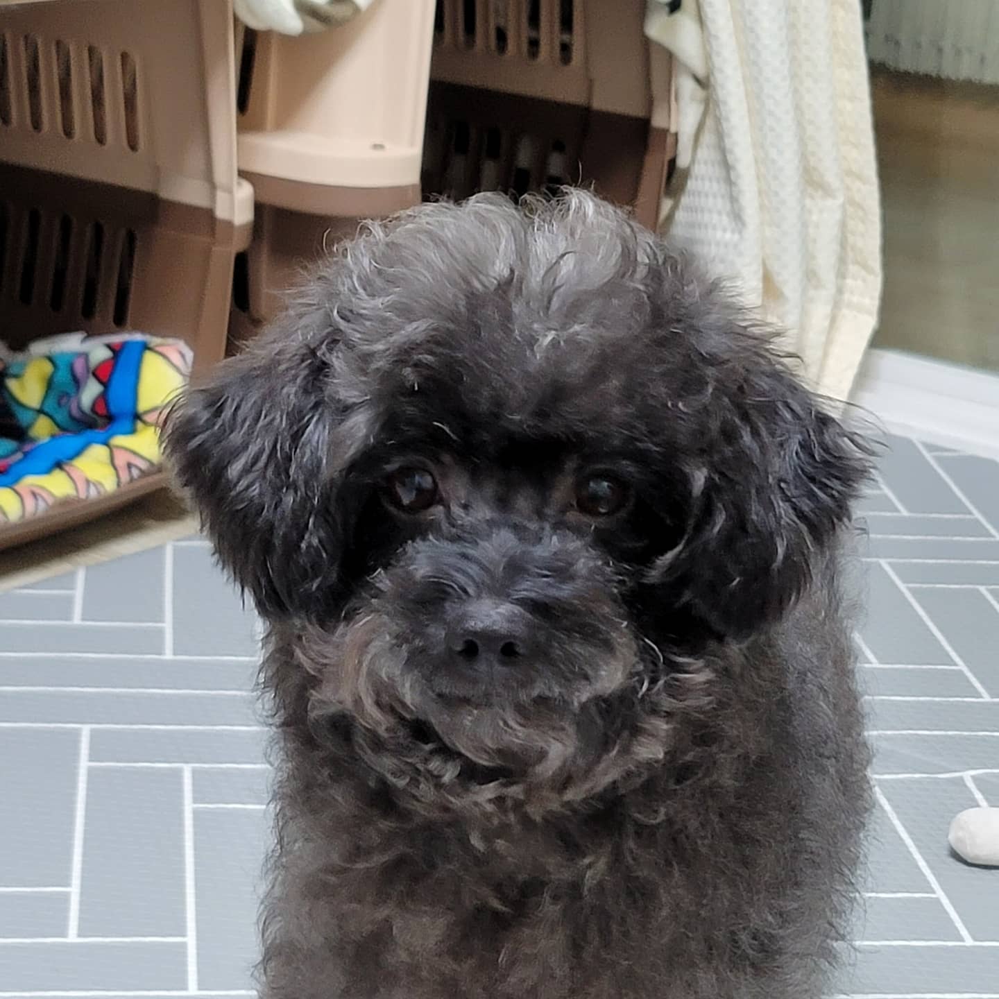 푸푸랑 공주(뽀사) 잘 지내고 있어요~