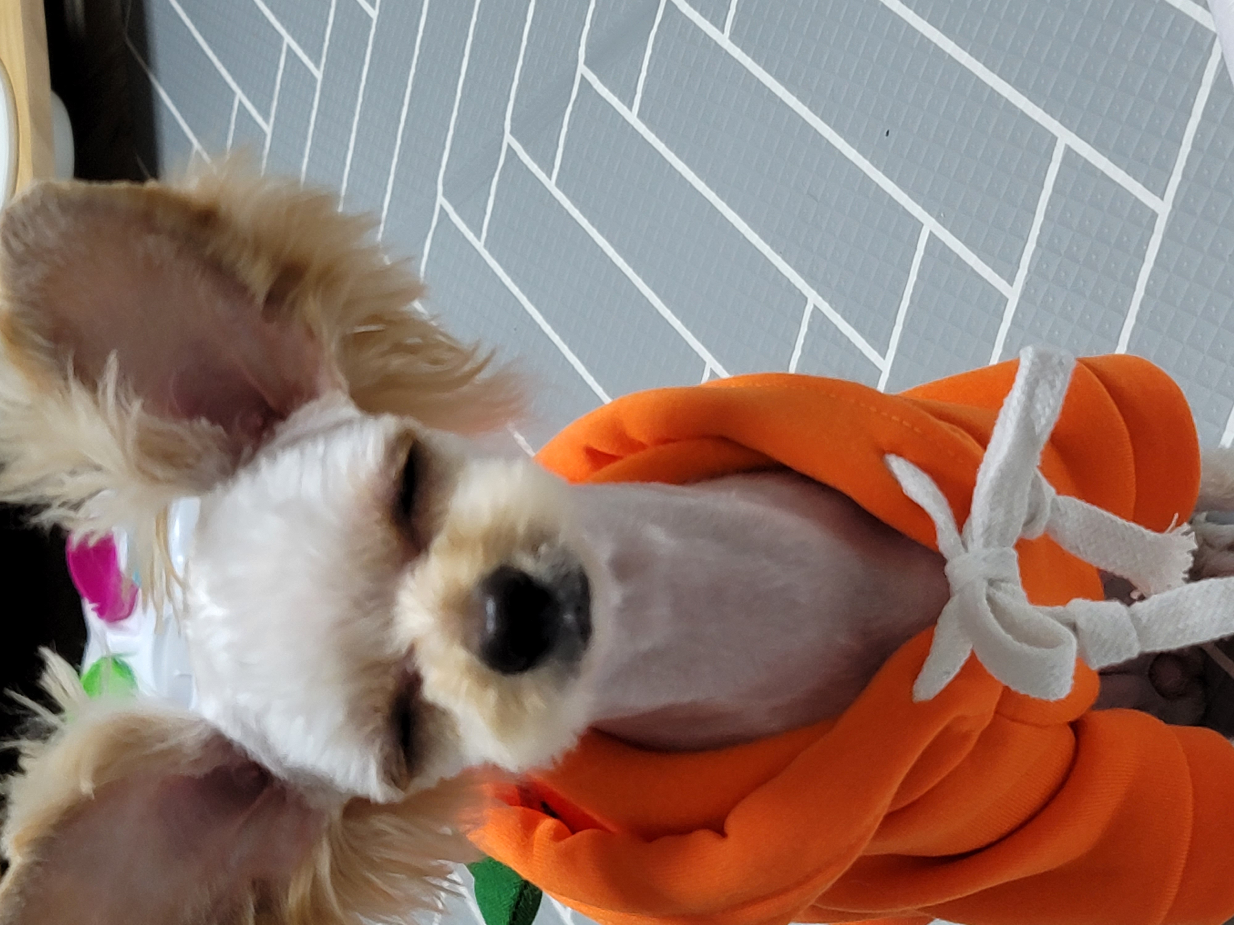 푸푸랑 공주(뽀사) 잘 지내고 있어요~