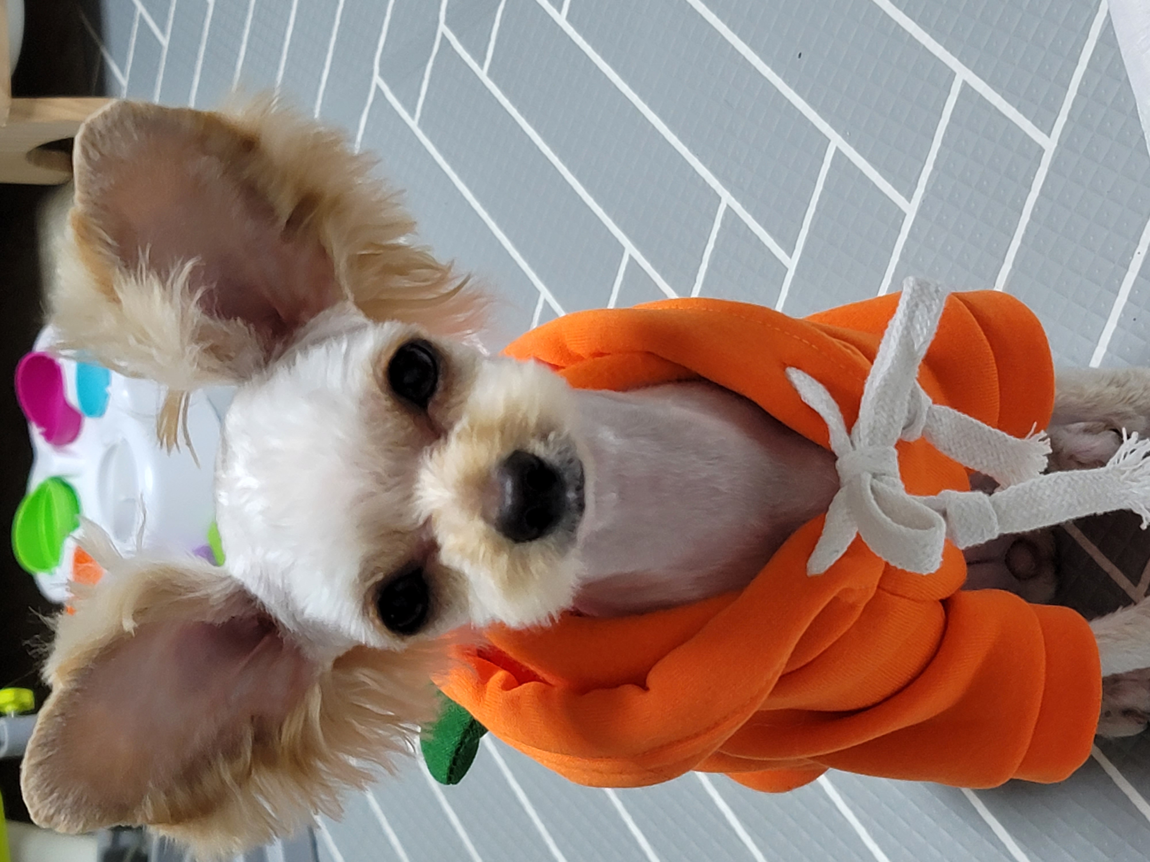 푸푸랑 공주(뽀사) 잘 지내고 있어요~