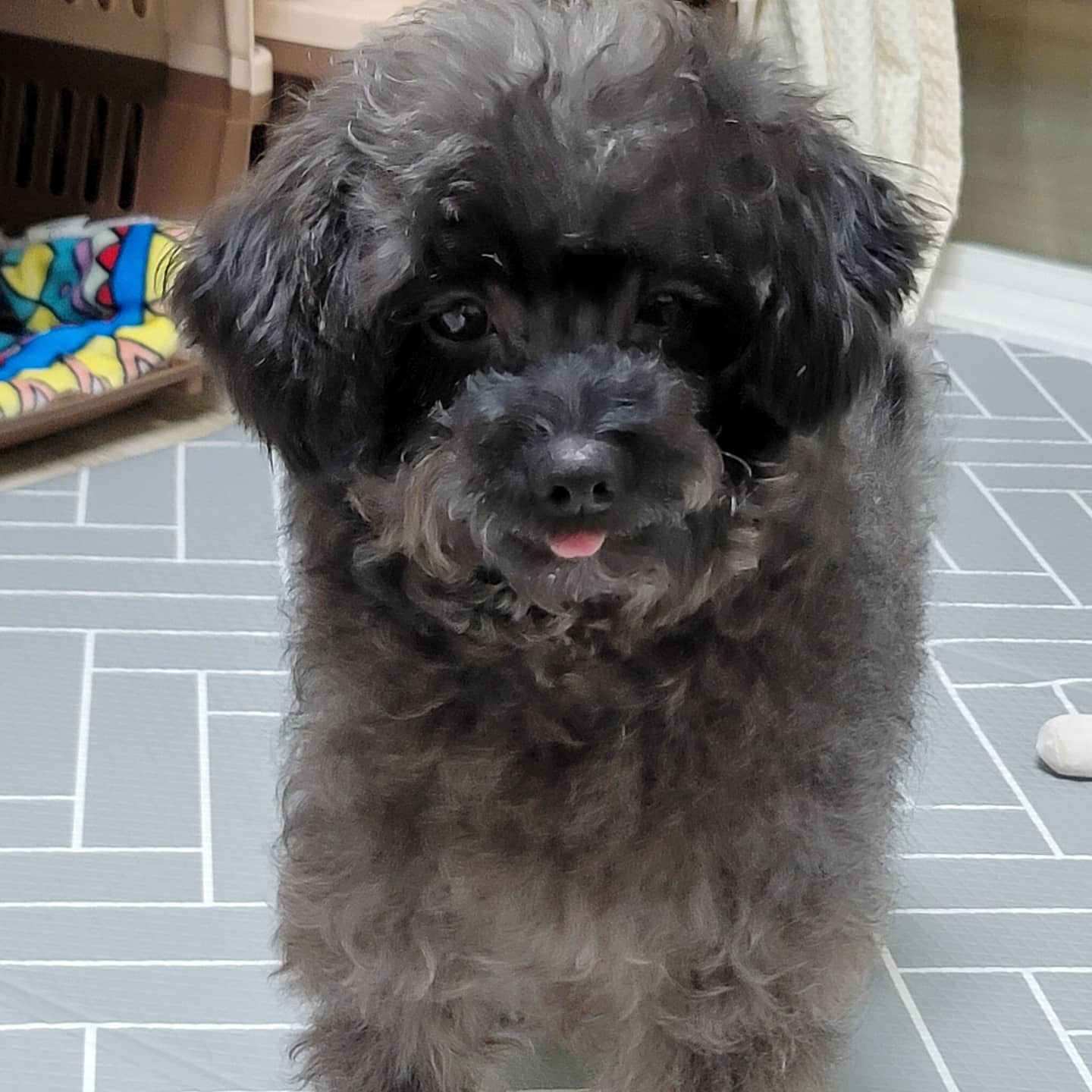 푸푸랑 공주(뽀사) 잘 지내고 있어요~