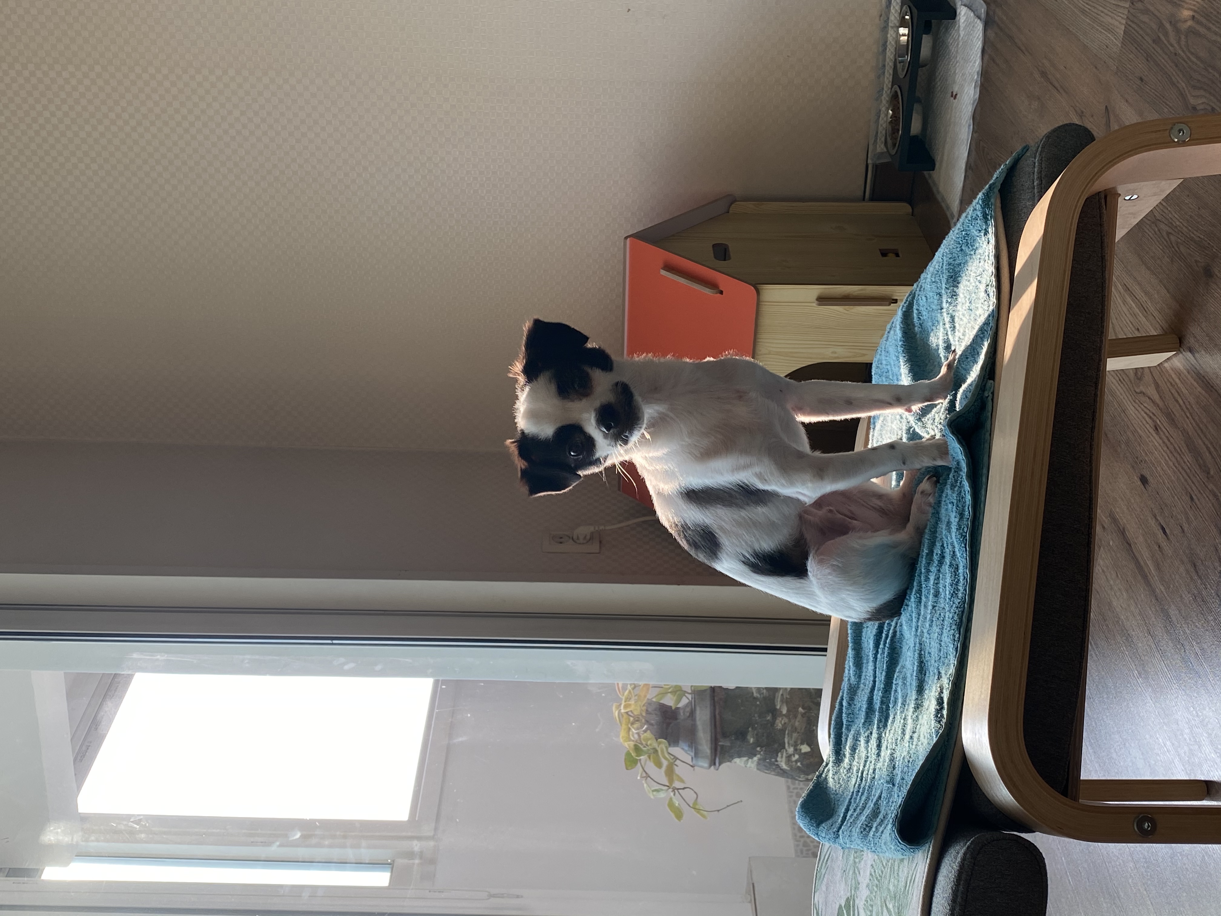 또리(조커) 3달차 후기❤️