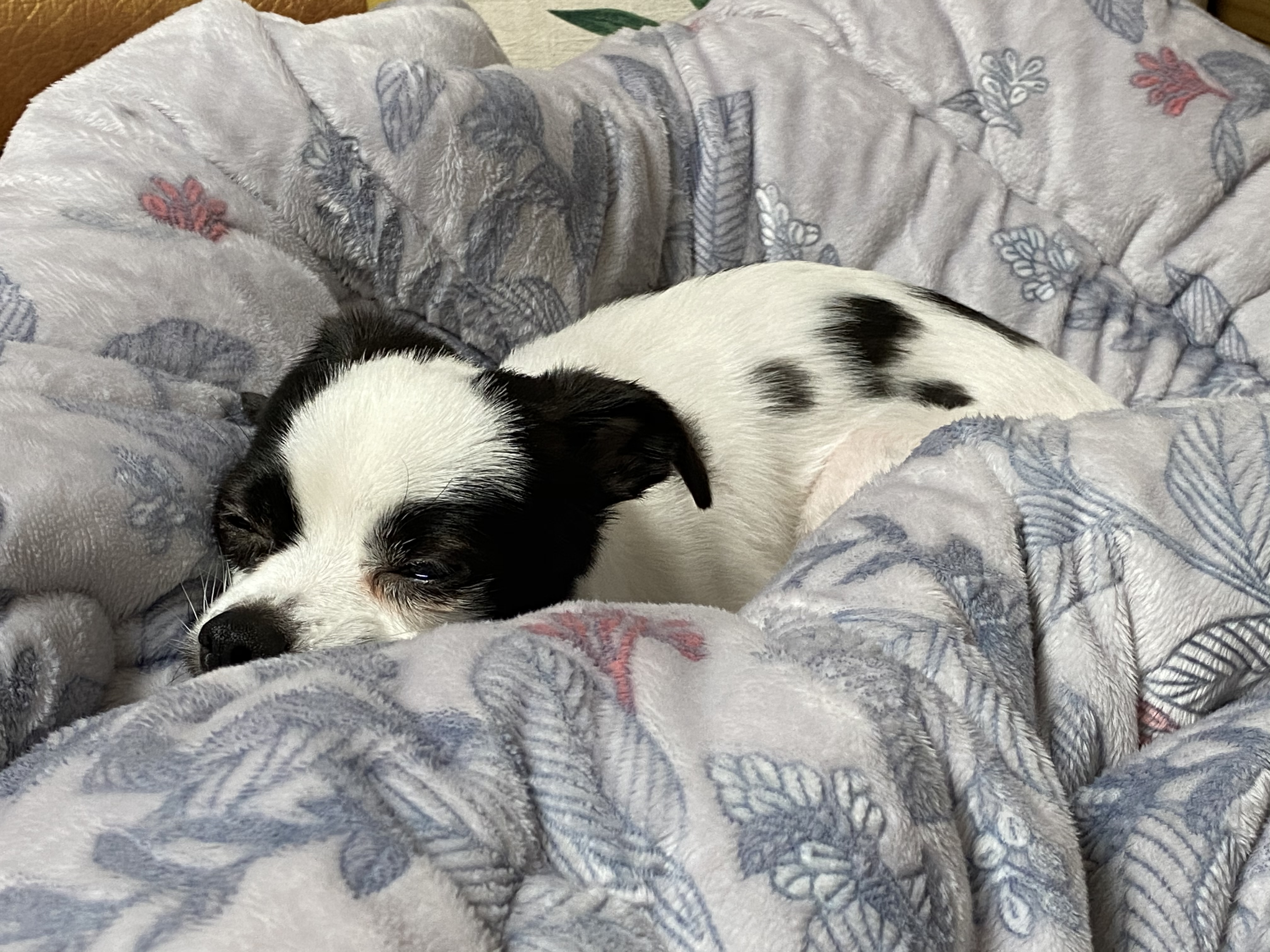 또리(조커) 3달차 후기❤️