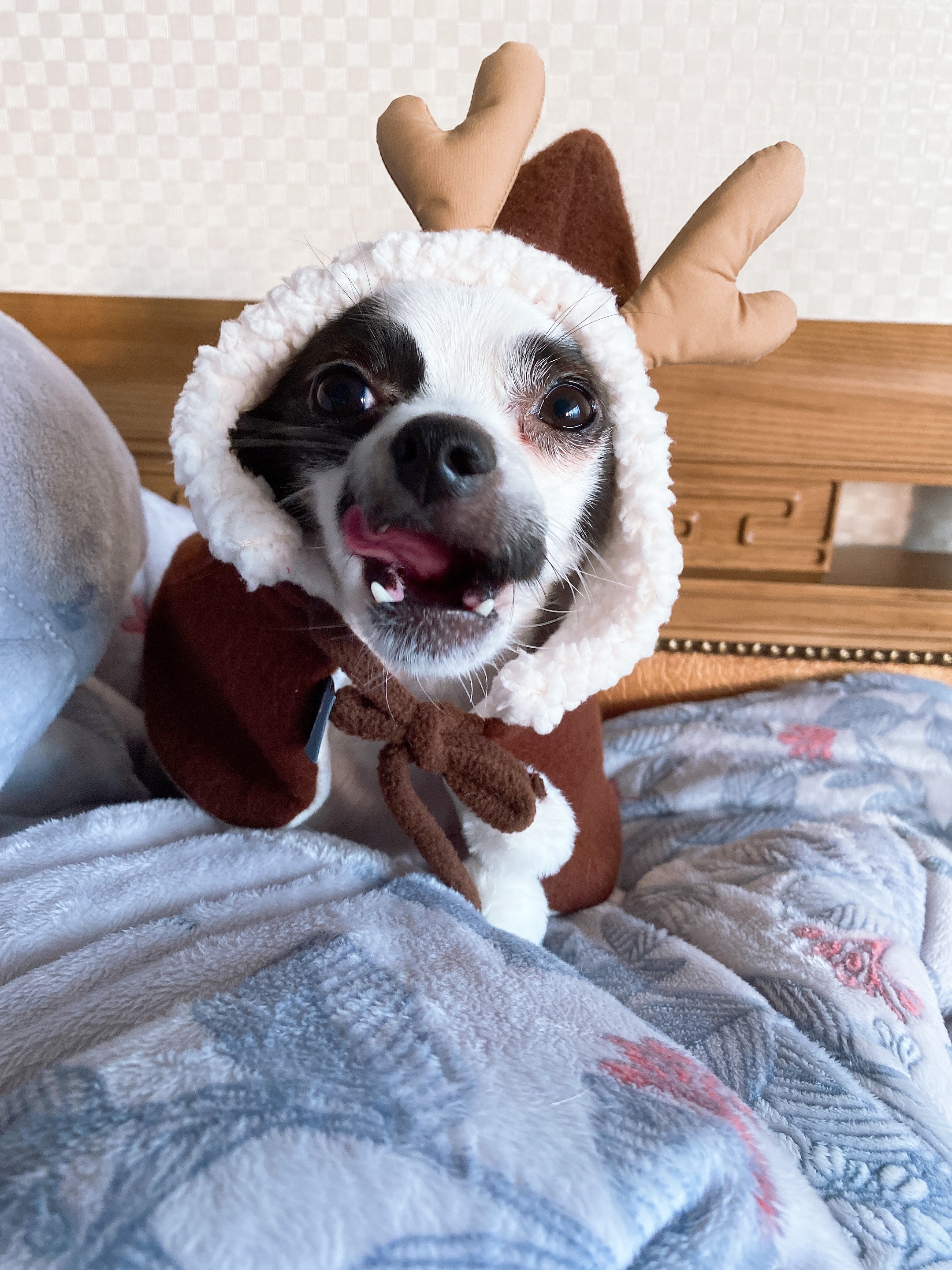 또리(조커) 3달차 후기❤️