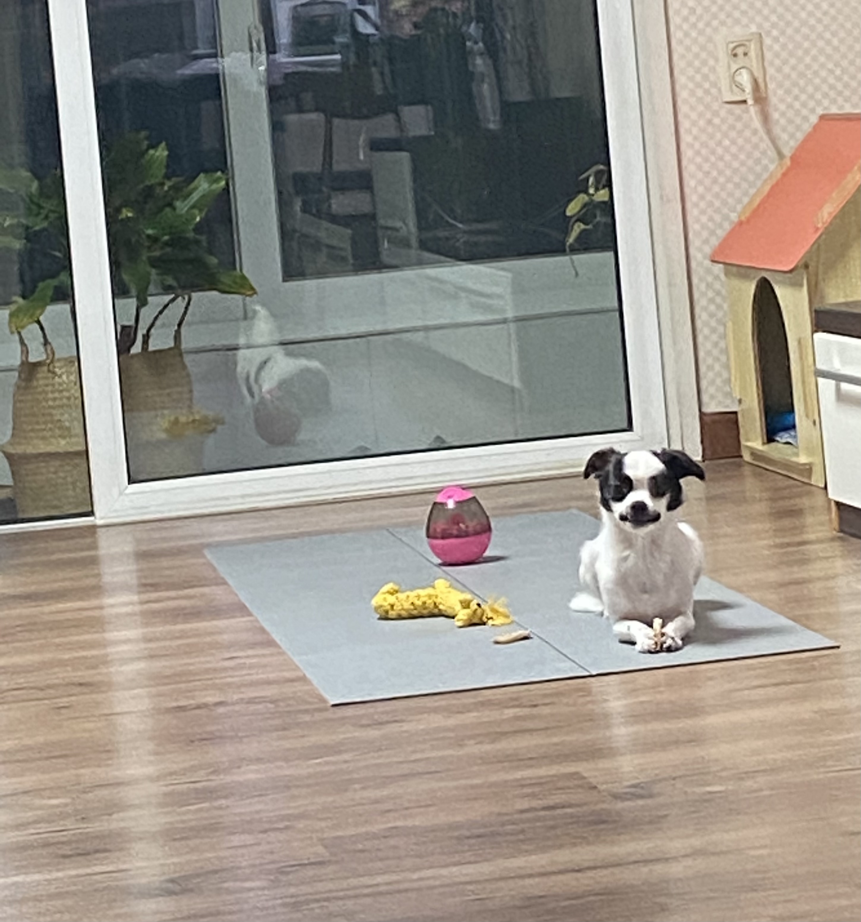 또리(조커) 3달차 후기❤️