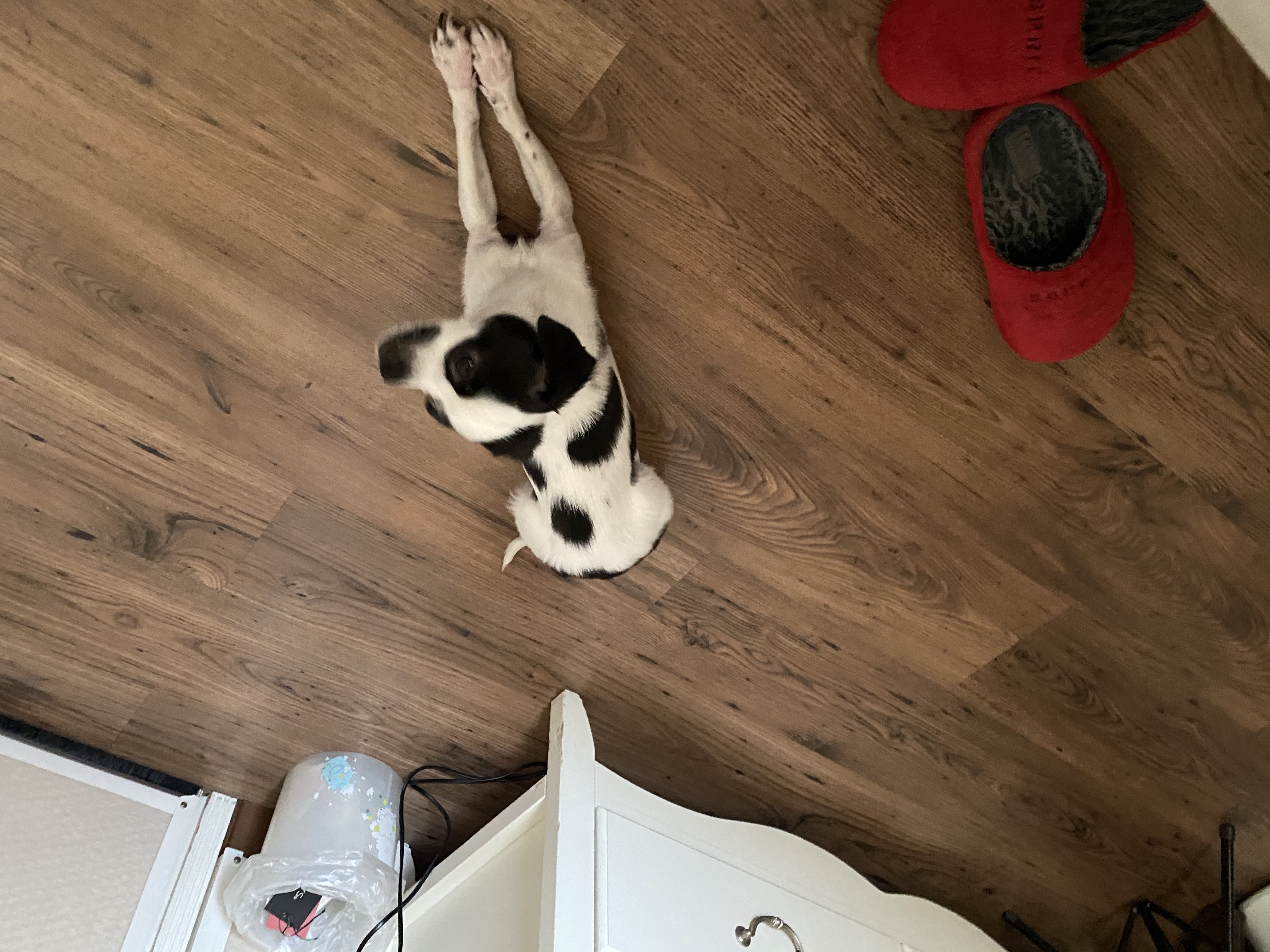 또리(조커) 3달차 후기❤️