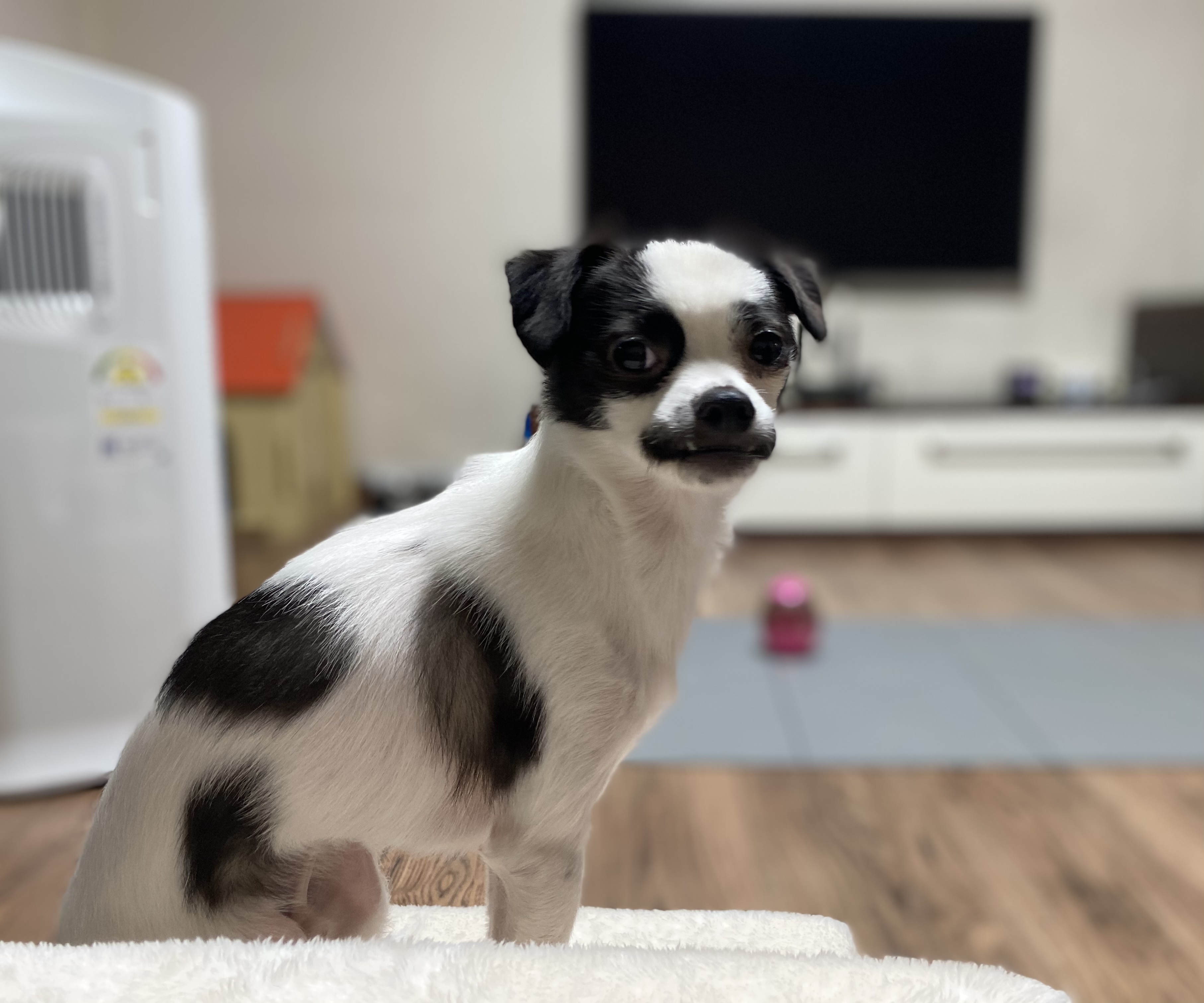 또리(조커) 3달차 후기❤️