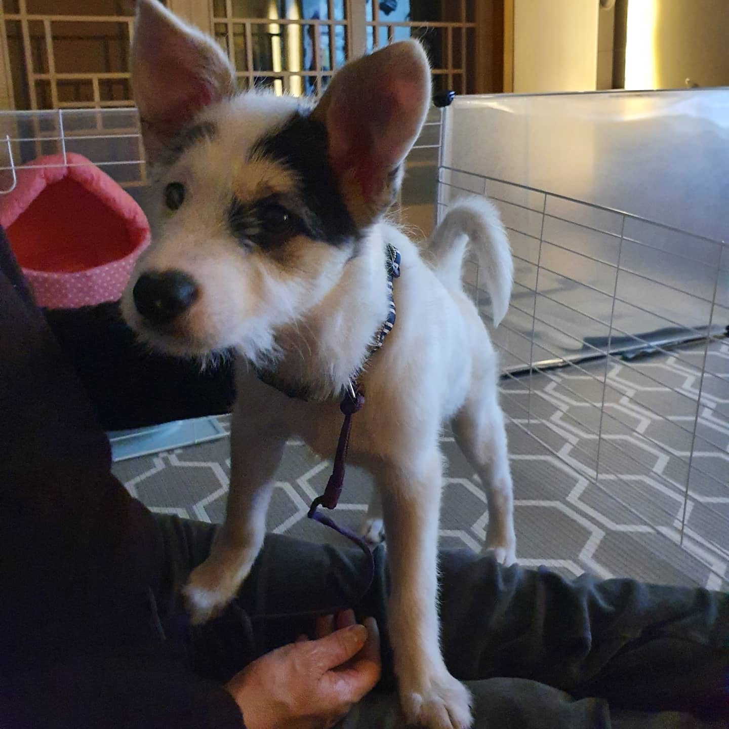 마블 (구 마보) 입양 일주일 이야기