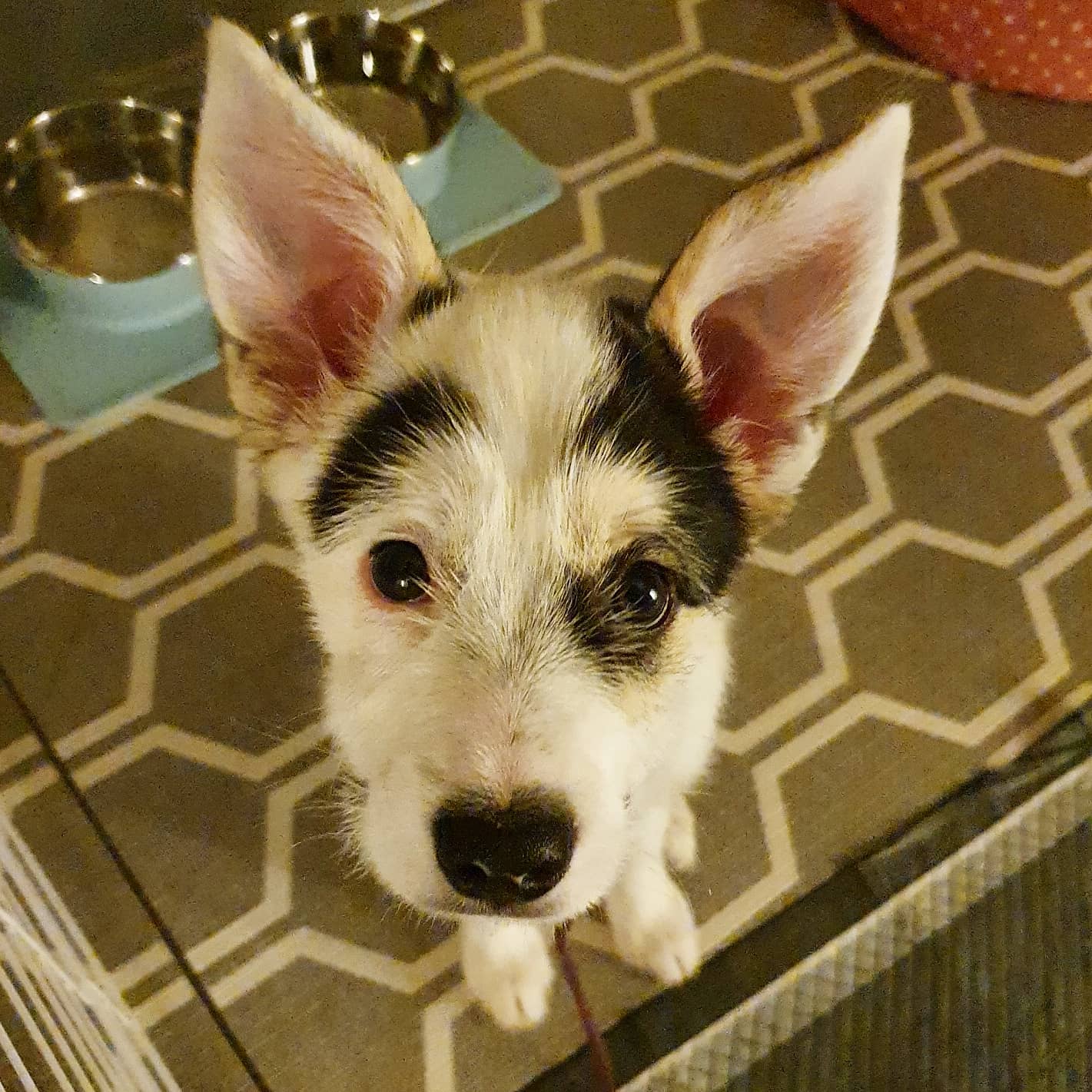 마블 (구 마보) 입양 일주일 이야기