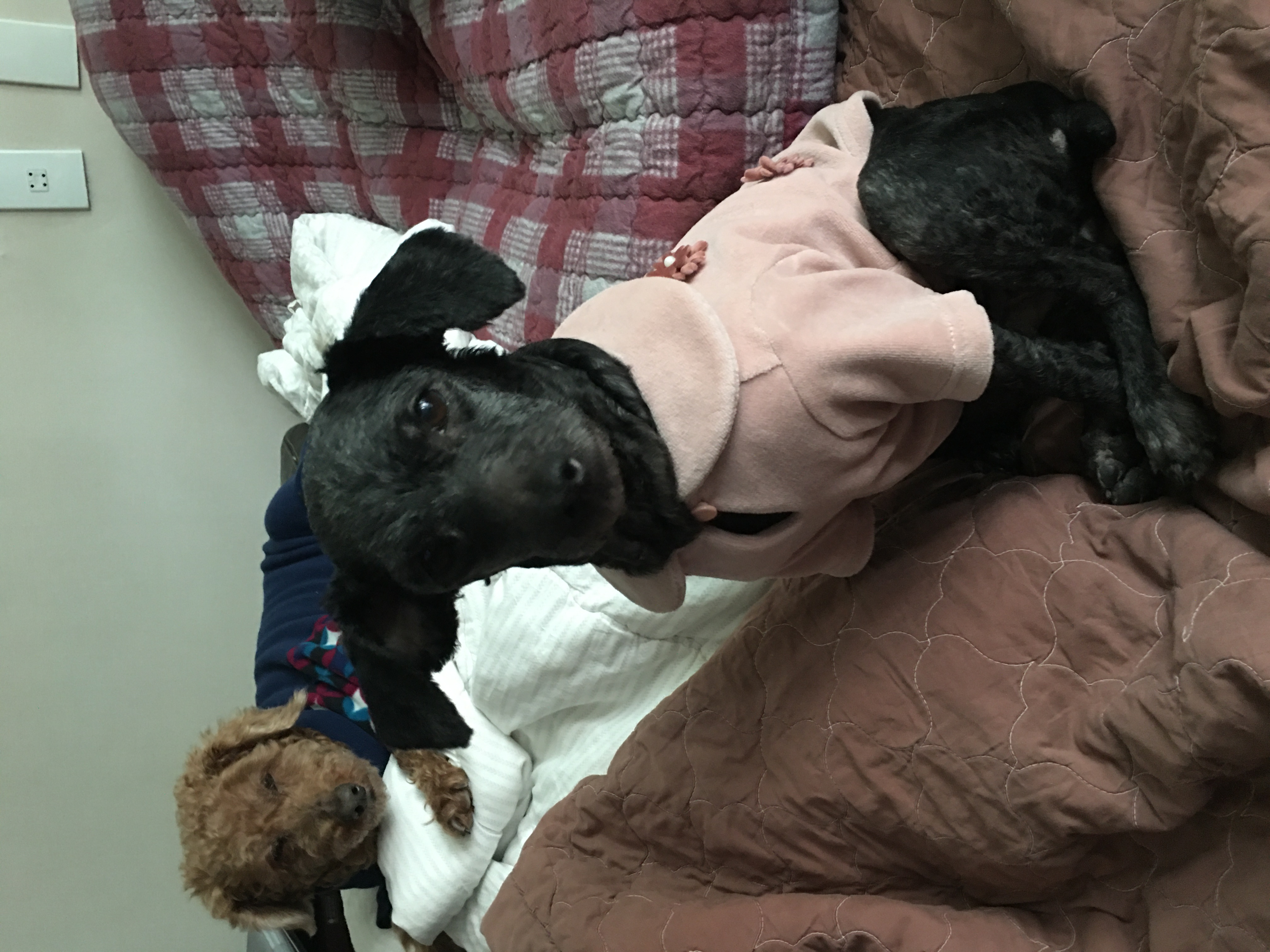 [곤지암번식장 구조견 임시보호중] 릴리(곤지암-12)가 집에왔어요!