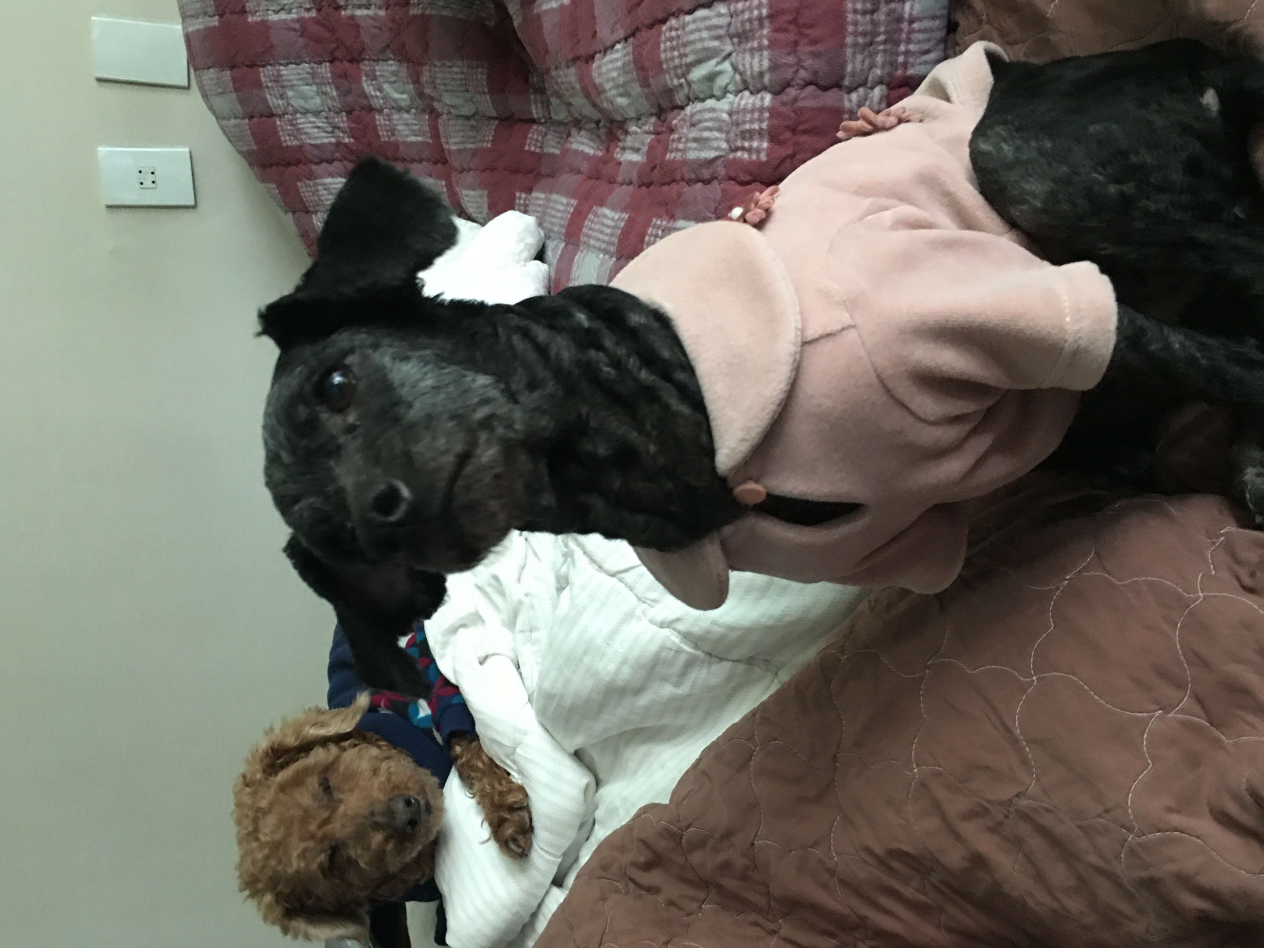 [곤지암번식장 구조견 임시보호중] 릴리(곤지암-12)가 집에왔어요!