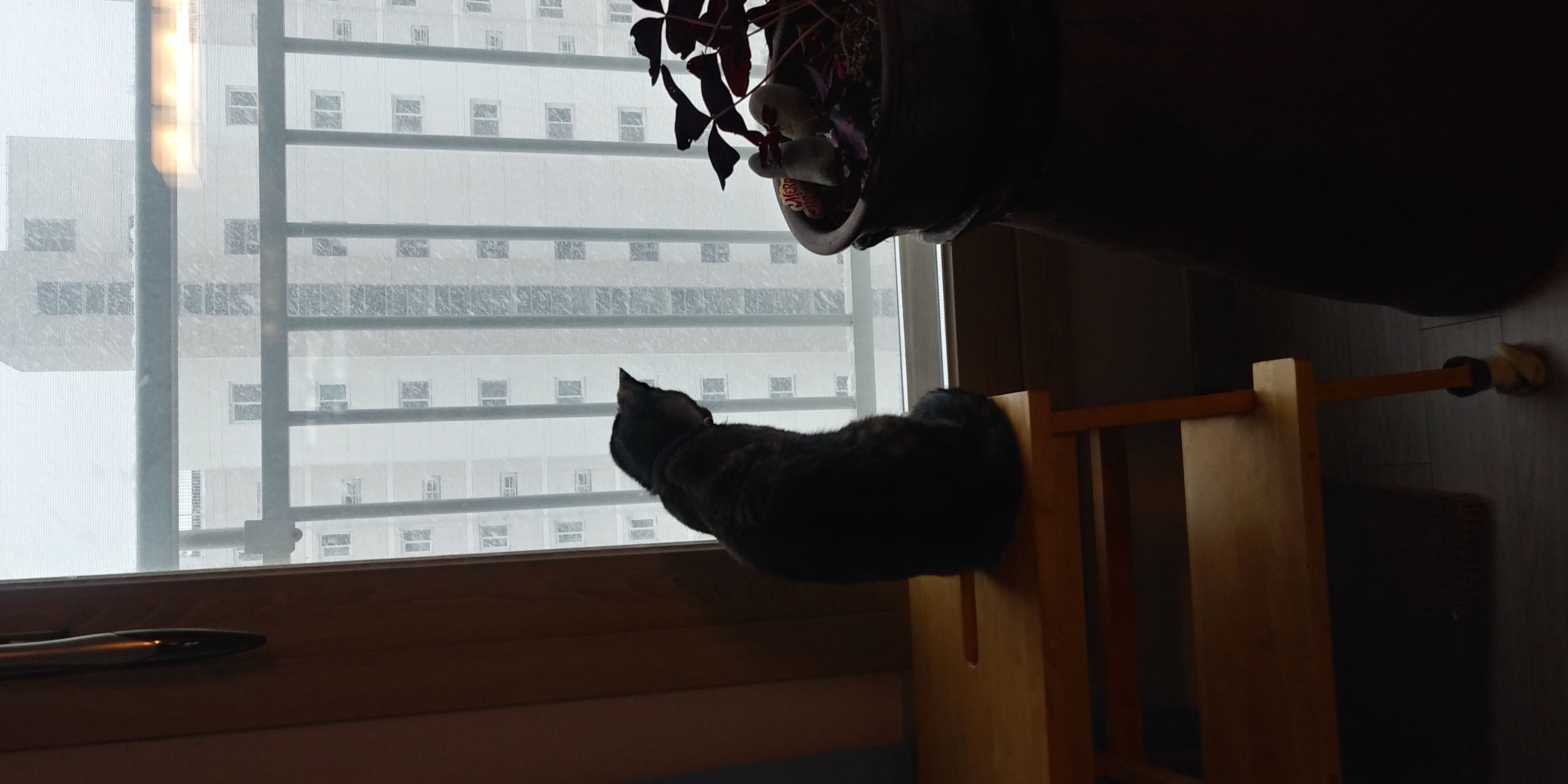 까꿍이의3개월 이야기