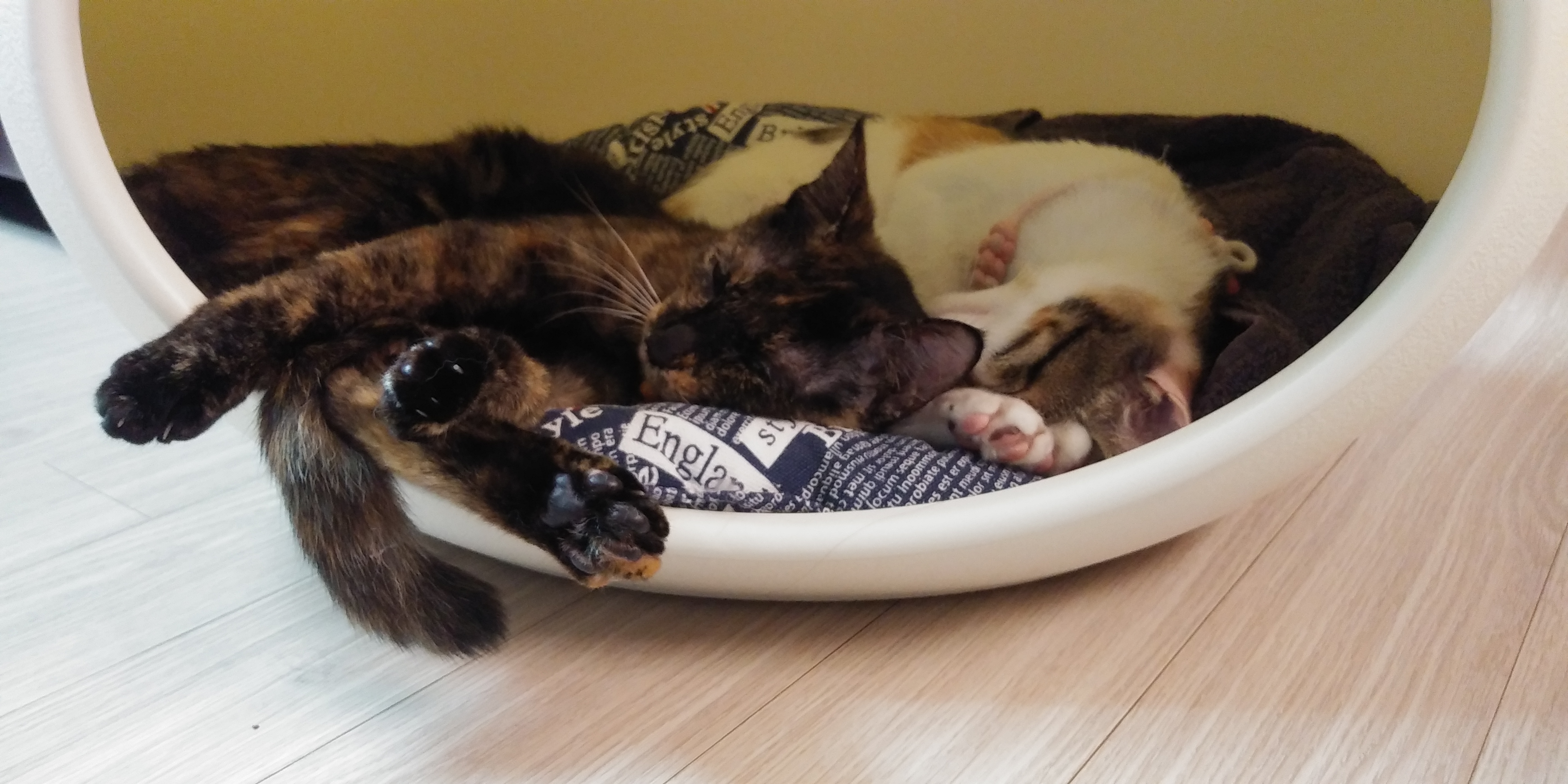 까꿍이의3개월 이야기