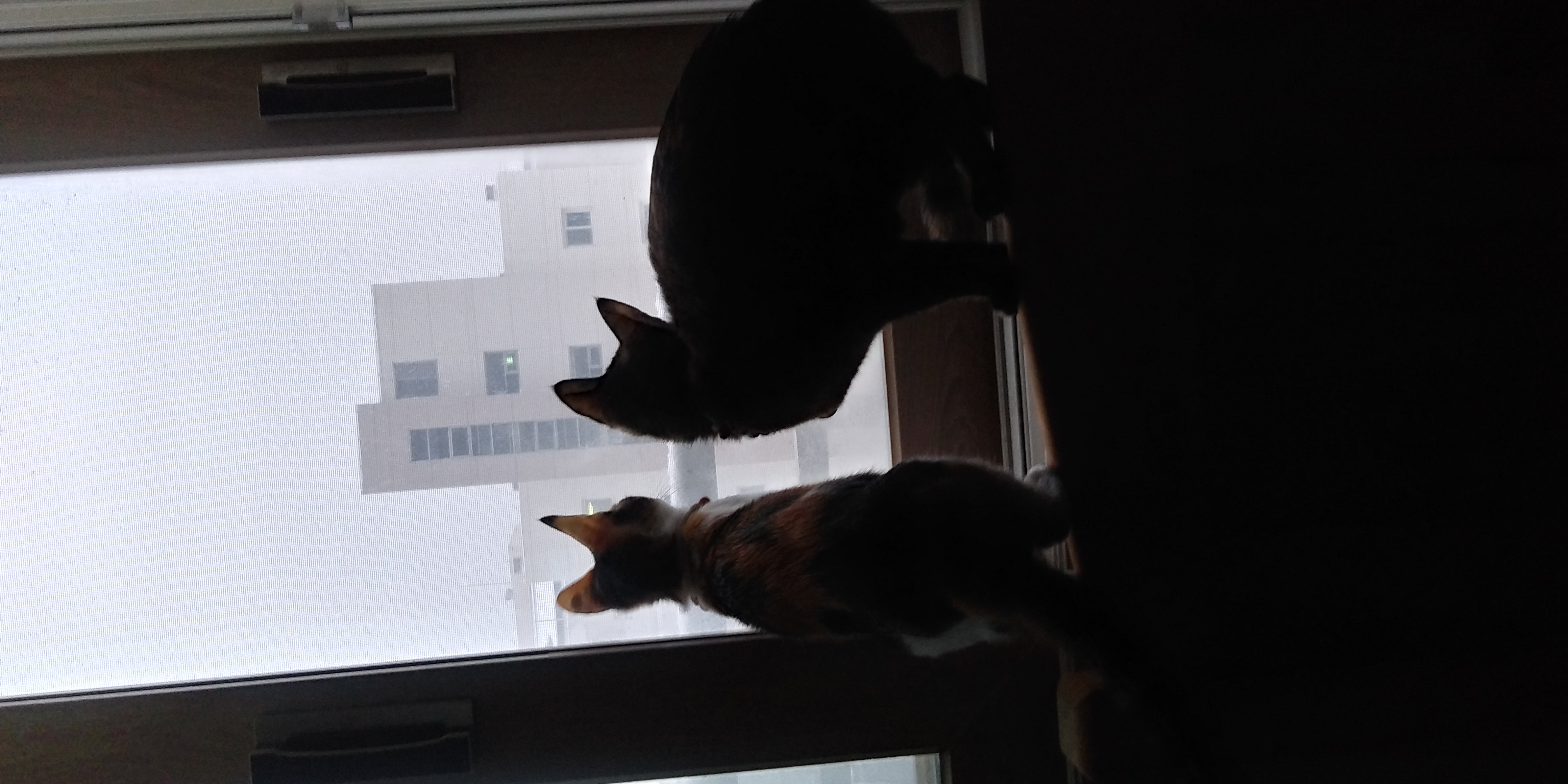 까꿍이의3개월 이야기