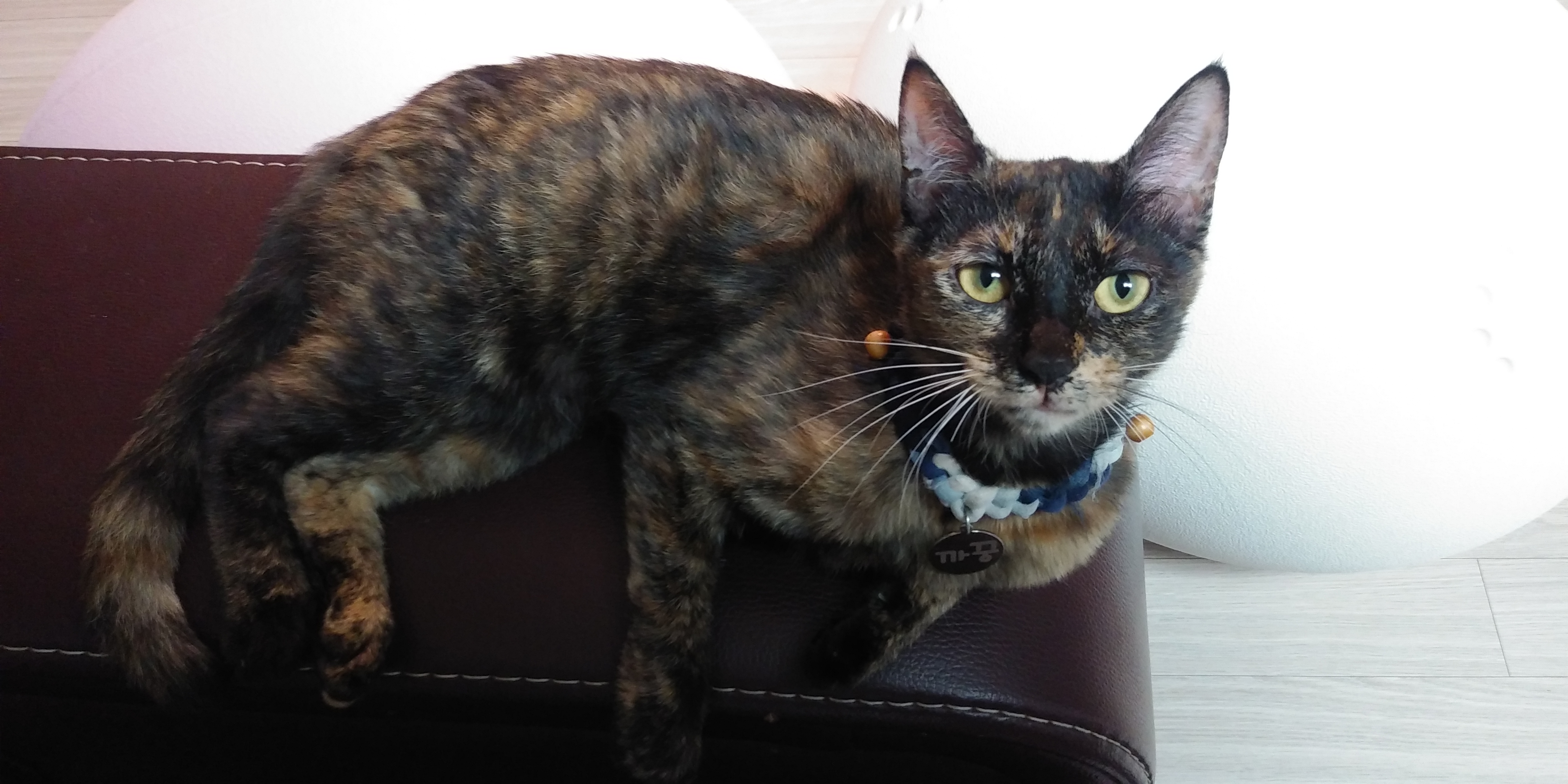 까꿍이의3개월 이야기