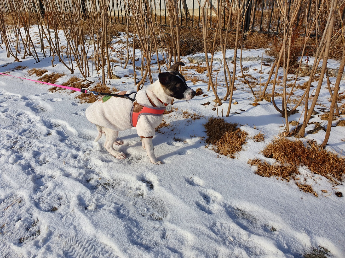 미미 한달째 이야기입니다.