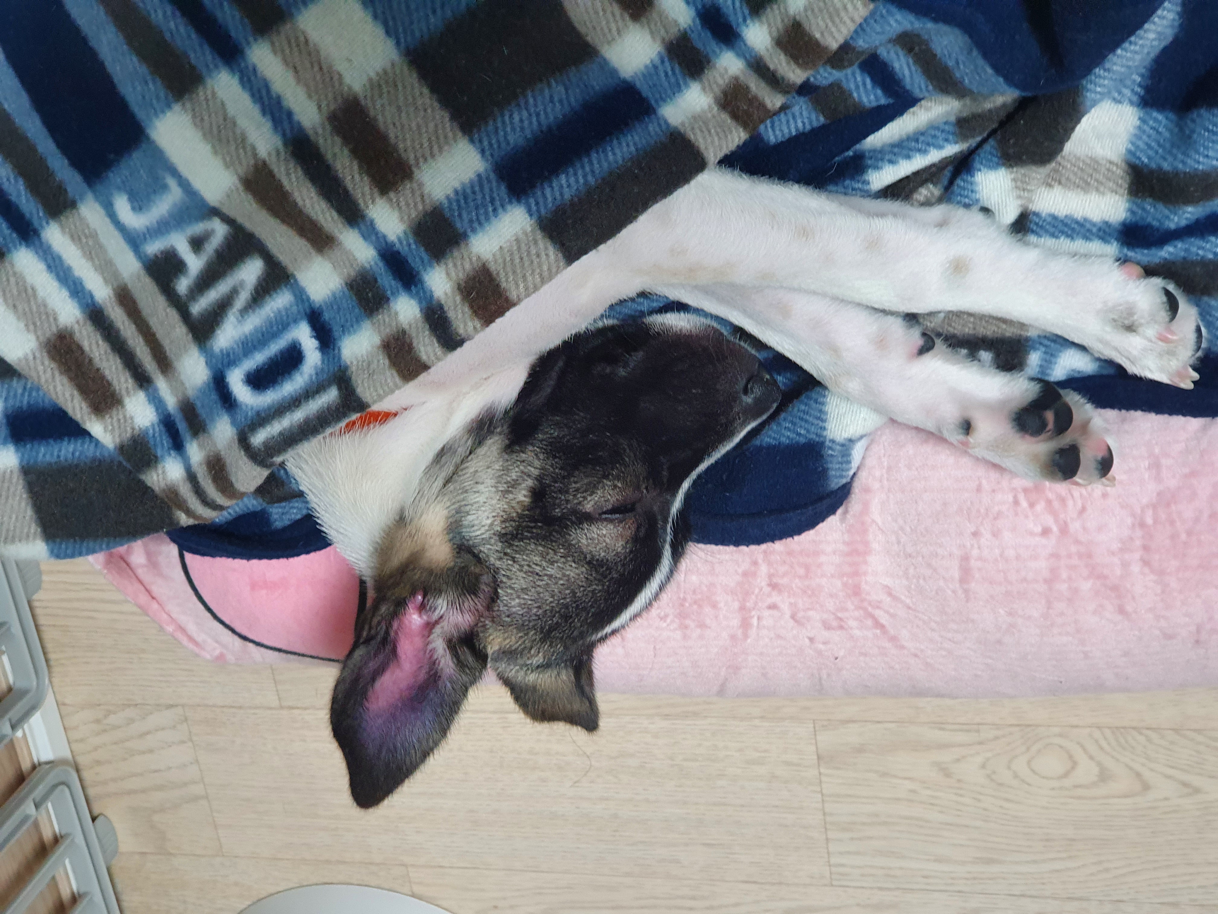 미미 한달째 이야기입니다.