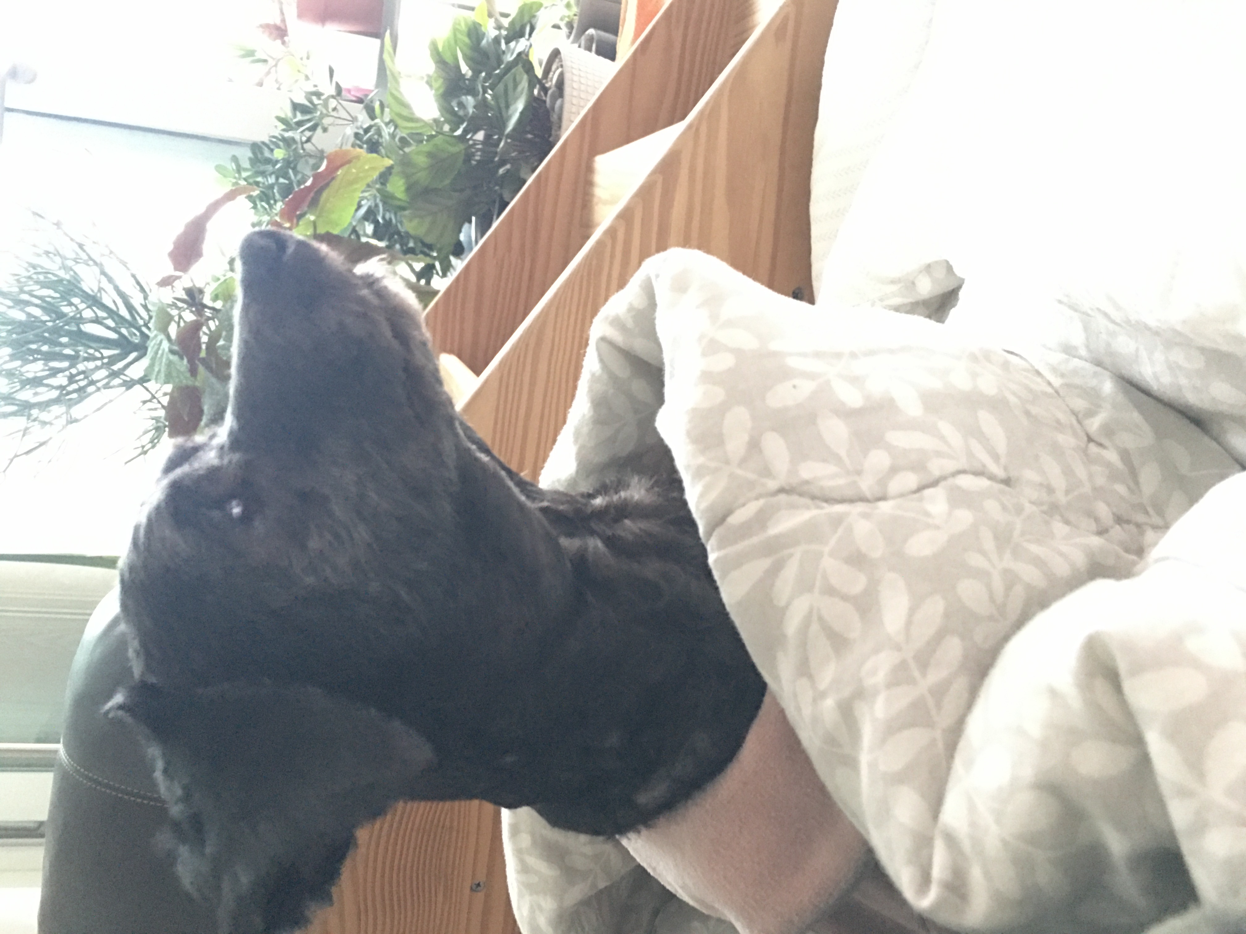 [곤지암번식장 구조견 임시보호중] 릴리(곤지암-12)는 집생활 적응중이에요!