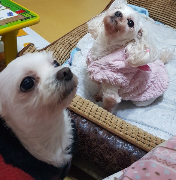 나나(지앤1) 3년 차 입양후기