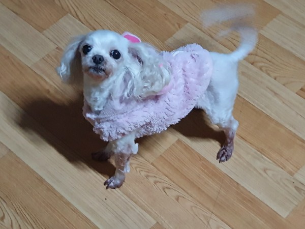 나나(지앤1) 3년 차 입양후기