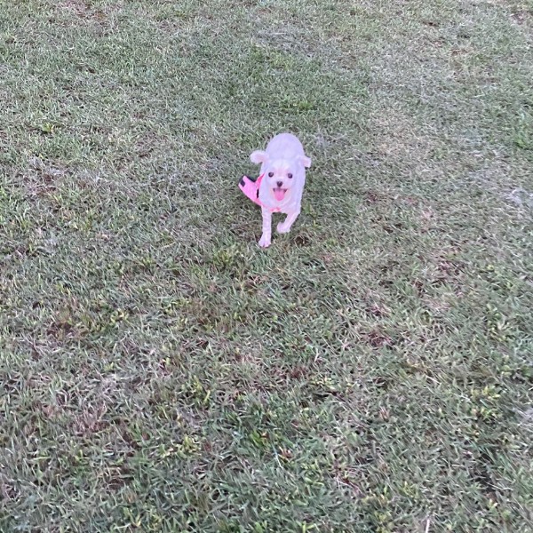 나나(지앤1) 3년 차 입양후기