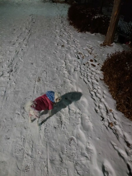 반려동물 미용실 구조견 로메인(토로) 입양 1년 차 후기