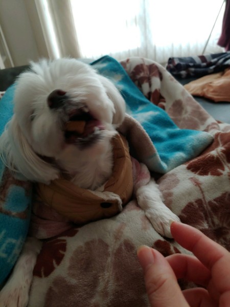 반려동물 미용실 구조견 로메인(토로) 입양 1년 차 후기