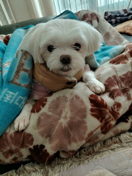 반려동물 미용실 구조견 로메인(토로) 입양 1년 차 후기