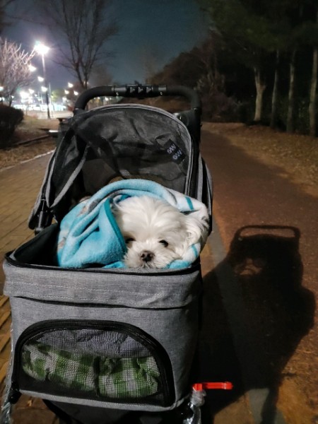 반려동물 미용실 구조견 로메인(토로) 입양 1년 차 후기