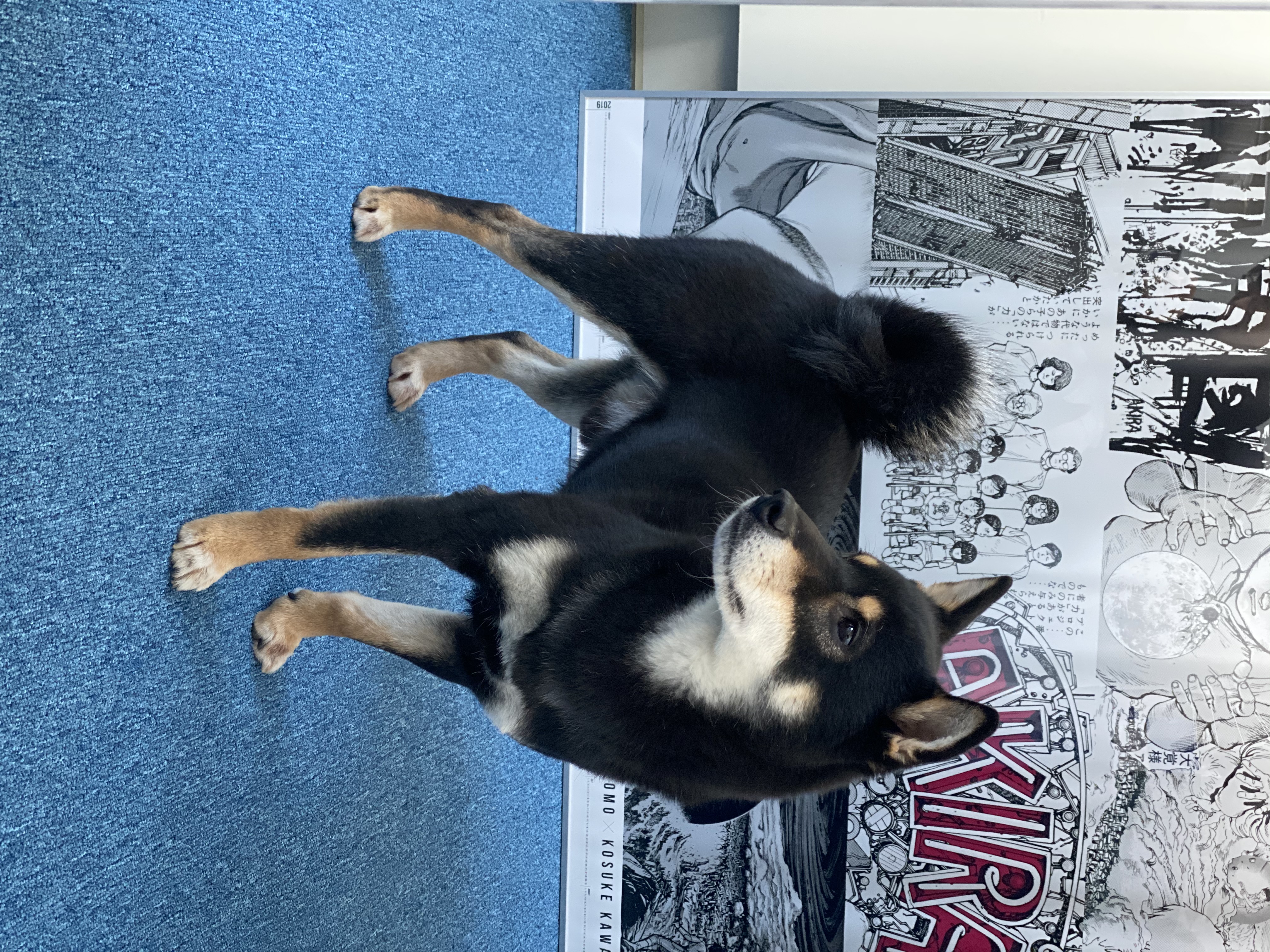 한구(마징가) 3개월차 입양 (지각^_ㅠ)후기