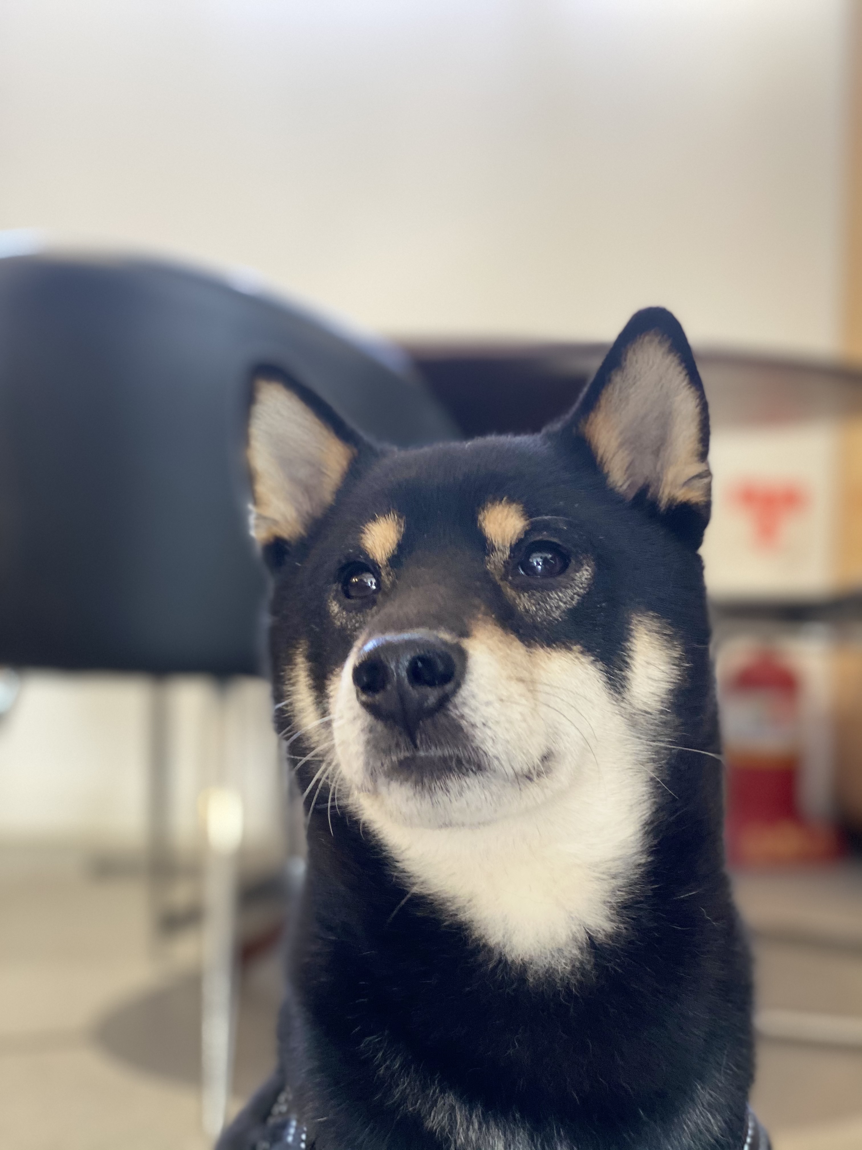 한구(마징가) 3개월차 입양 (지각^_ㅠ)후기
