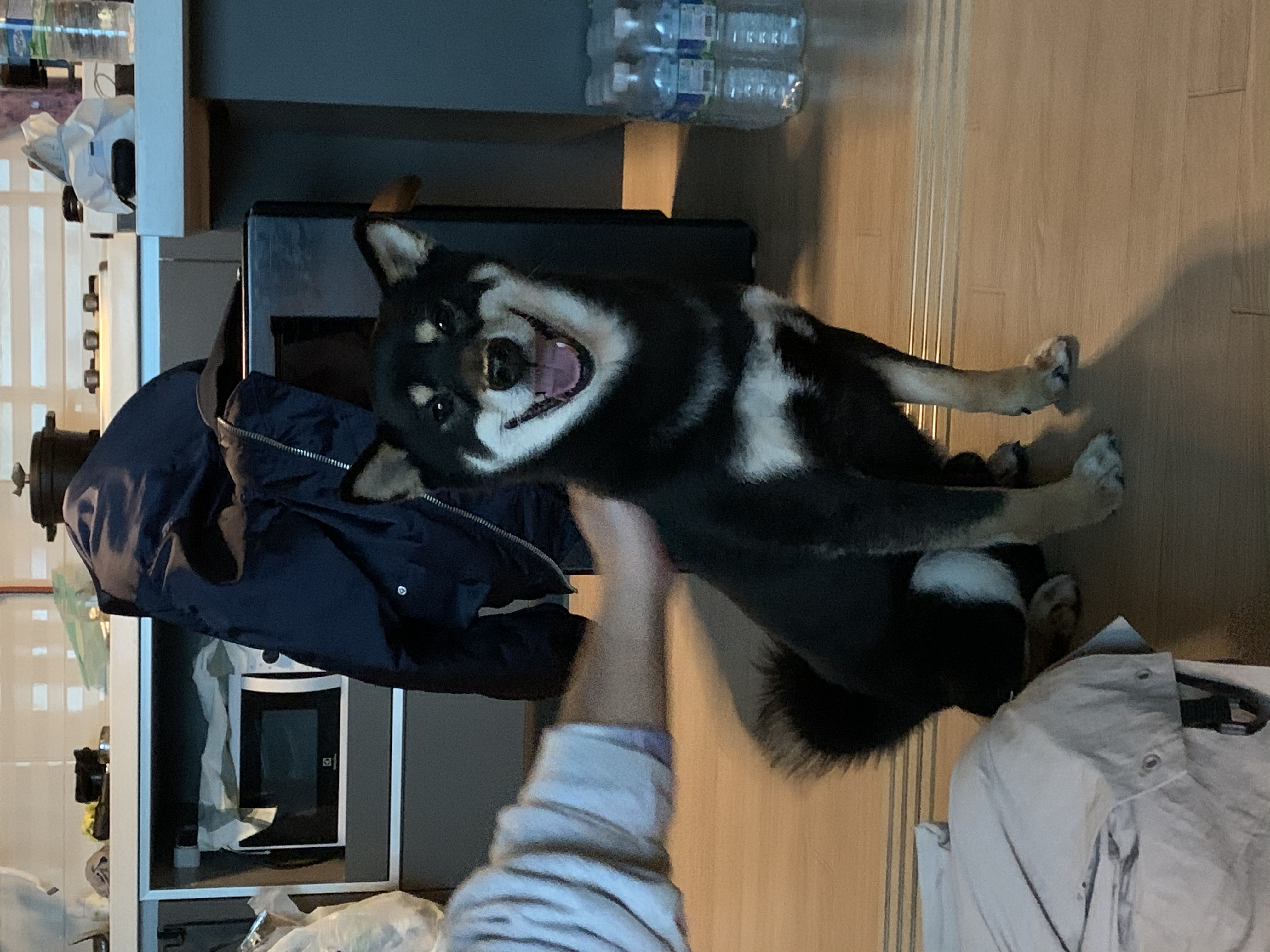 한구(마징가) 3개월차 입양 (지각^_ㅠ)후기