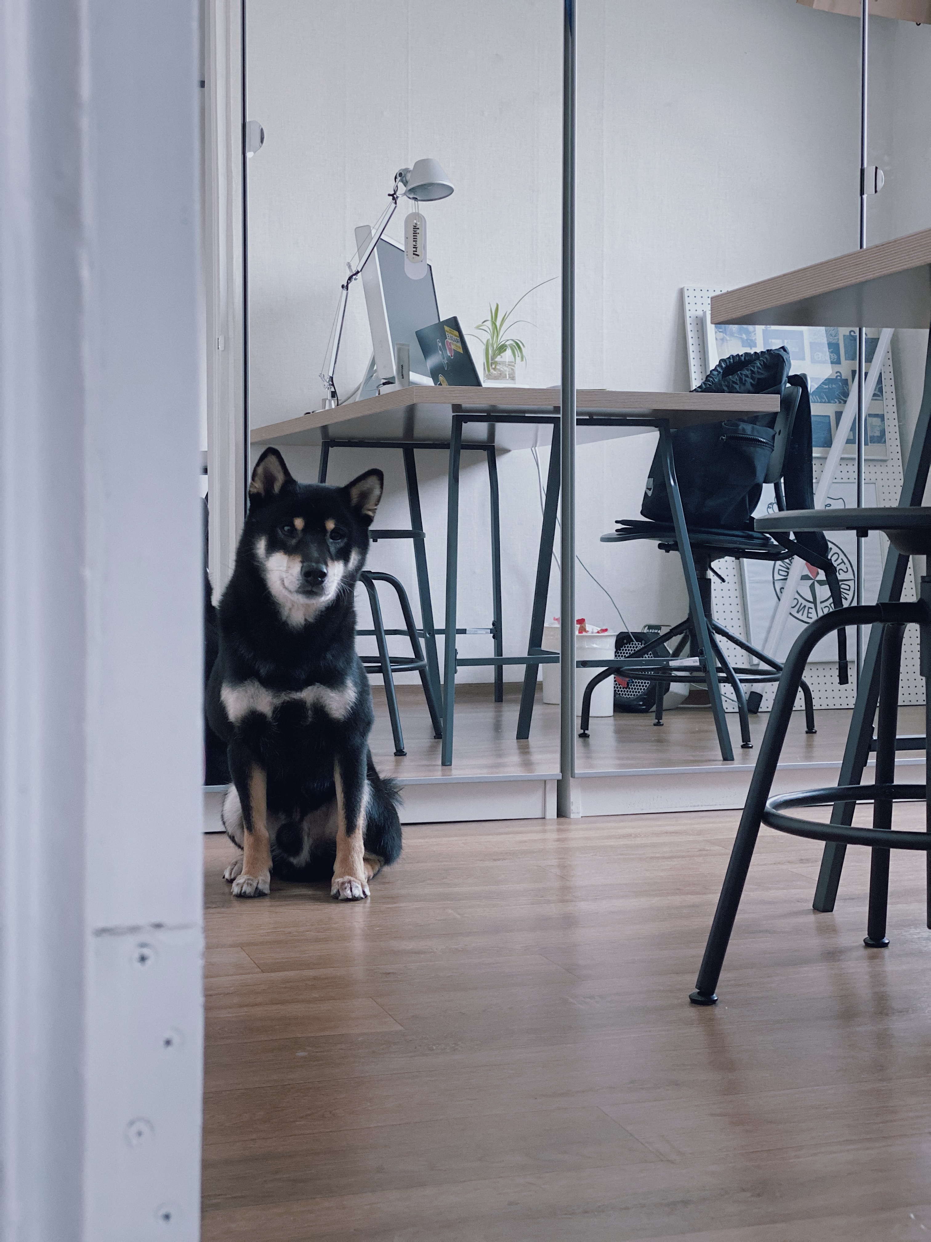 한구(마징가) 3개월차 입양 (지각^_ㅠ)후기