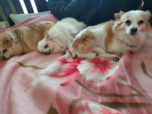 곤지암 번식장 구조견 그레(곤지암-7) 임보 일주일 차 후기