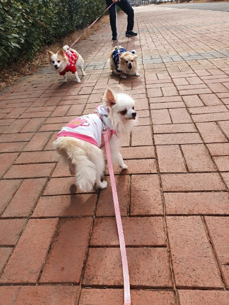 곤지암 번식장 구조견 그레(곤지암-7) 임보 일주일 차 후기
