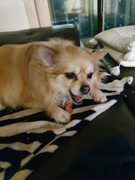 곤지암 번식장 구조견 그레(곤지암-7) 임보 일주일 차 후기