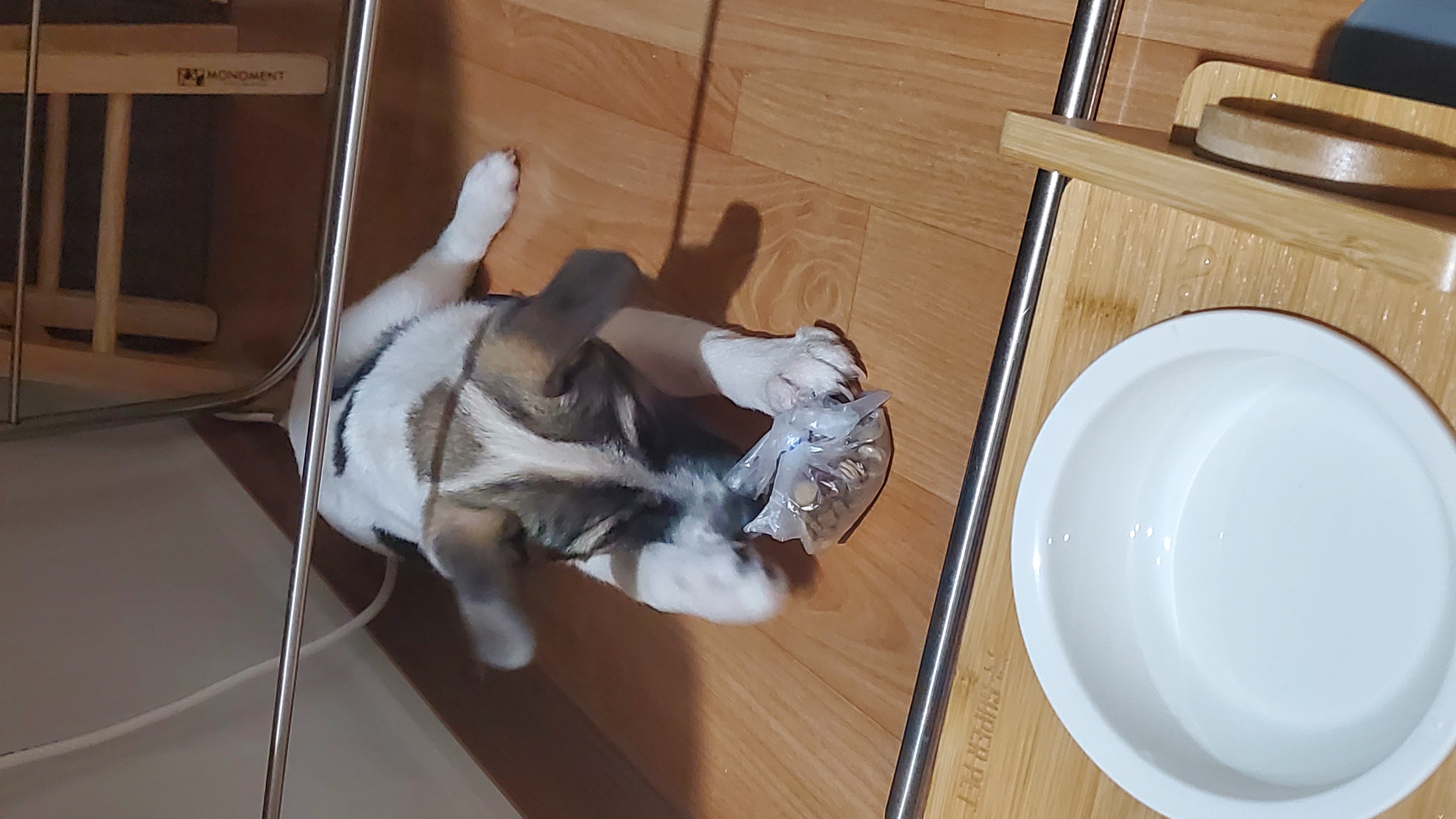 파파(아띠)입양 한달 